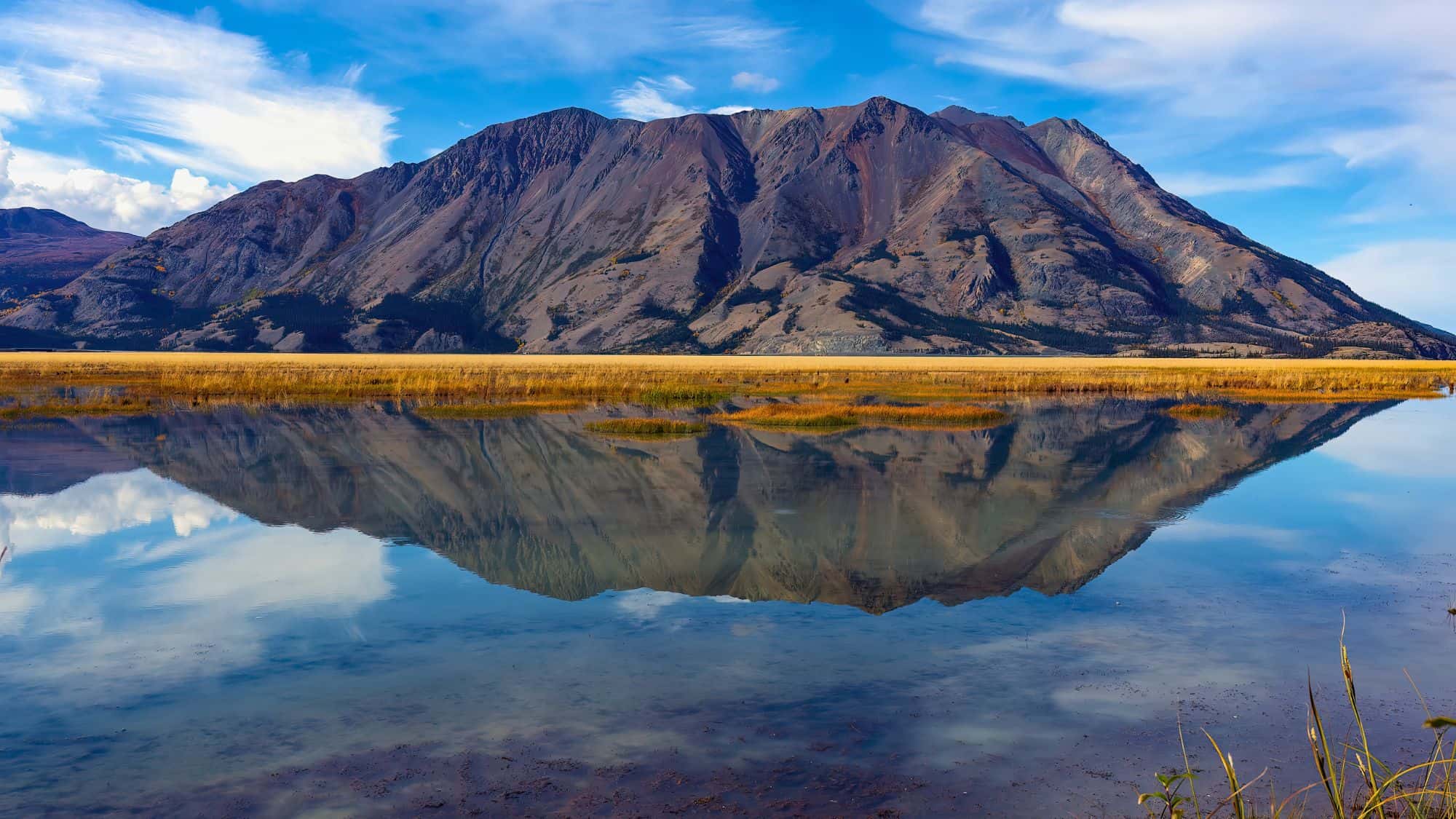 A rugged mountain range towers behind golden marsh grasses, perfectly mirrored in the calm, glassy surface of Kluane Lake under a vivid blue sky with scattered white clouds. The dramatic landscape captures the pristine beauty of the Yukon wilderness.