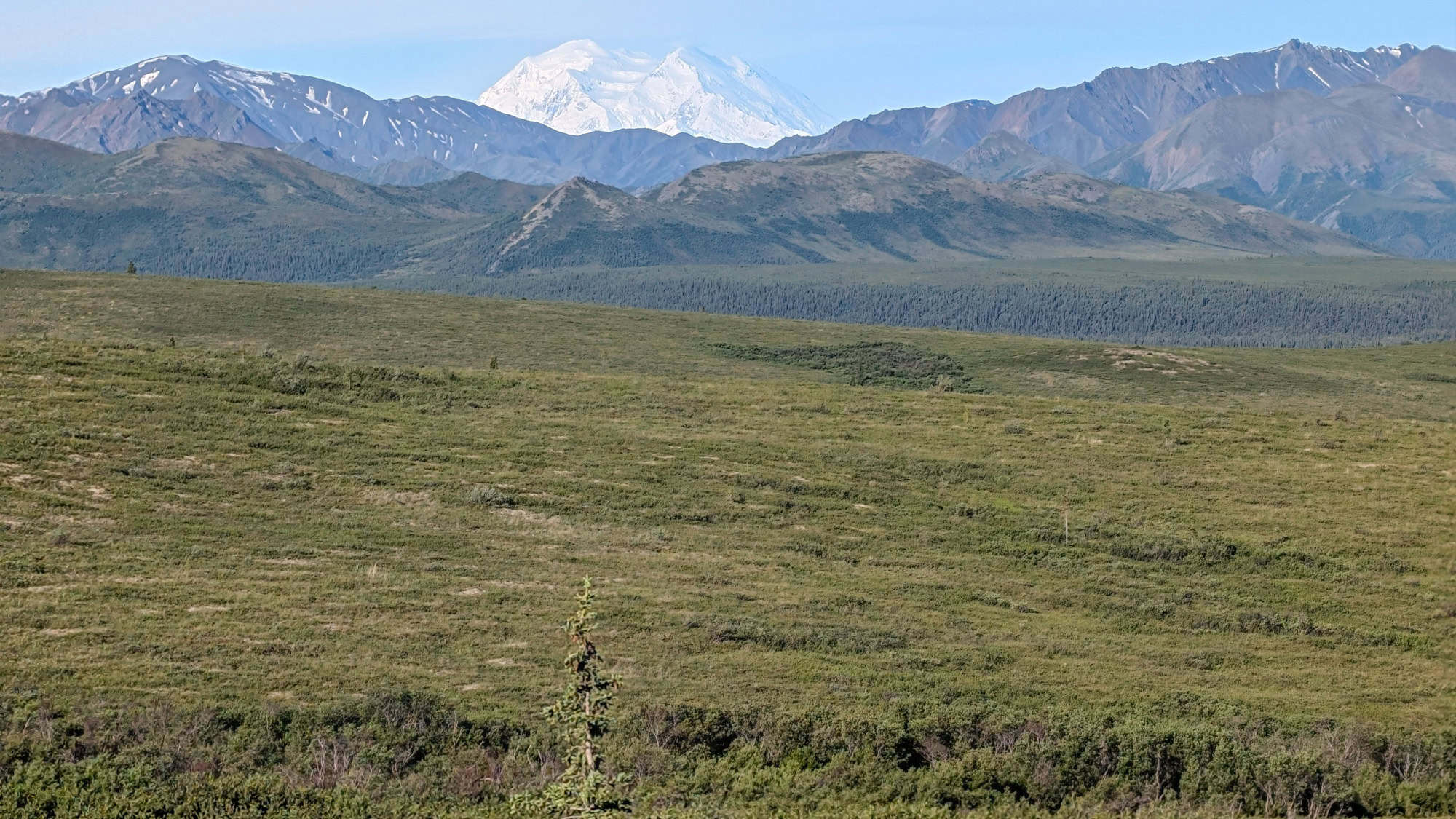Snowy Mount Denali rises majestically in the far background beyond layers of green rolling tundra and forested hills under a clear blue sky.