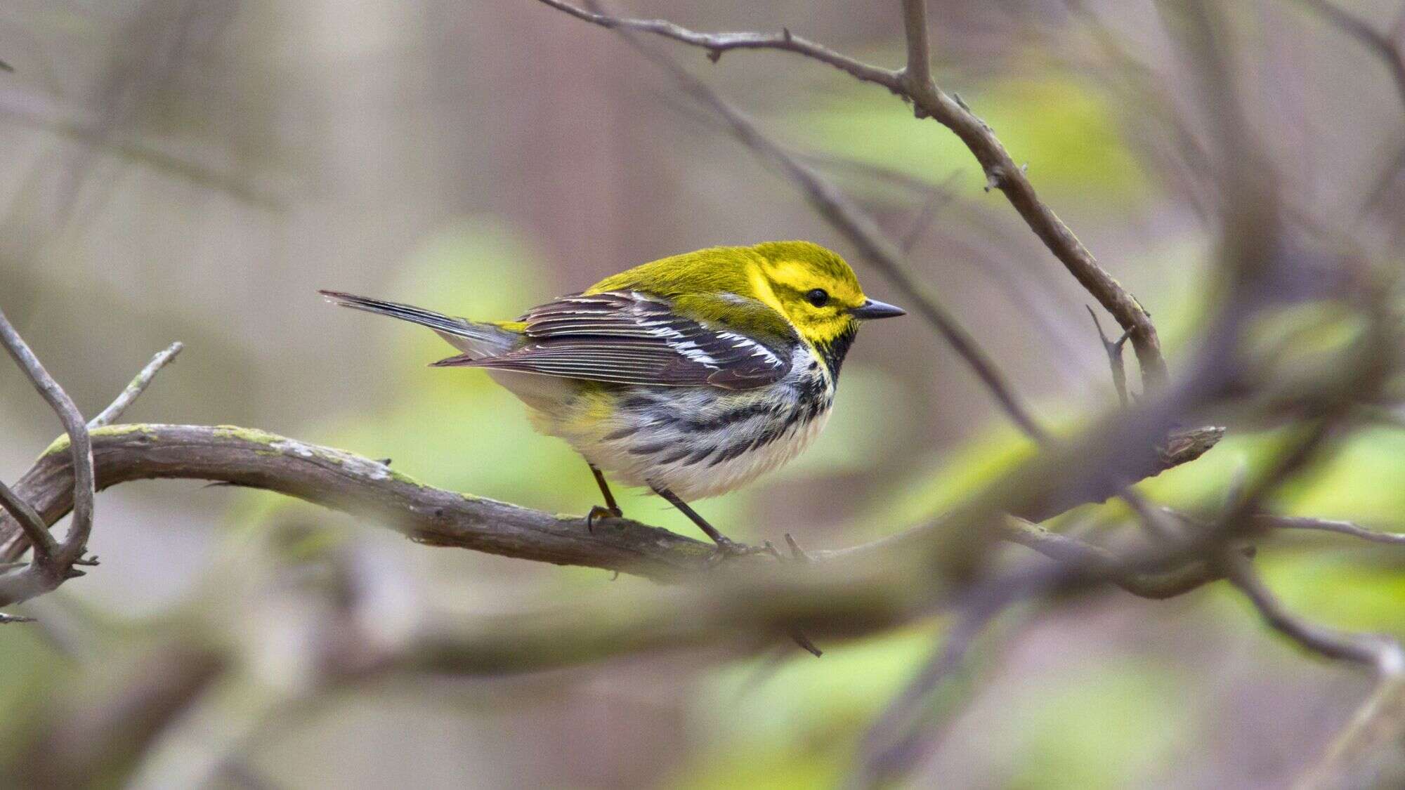 A small black-throated green warbler perches among thin branches, its vivid yellow face and olive back contrasting with the subtle forest background.