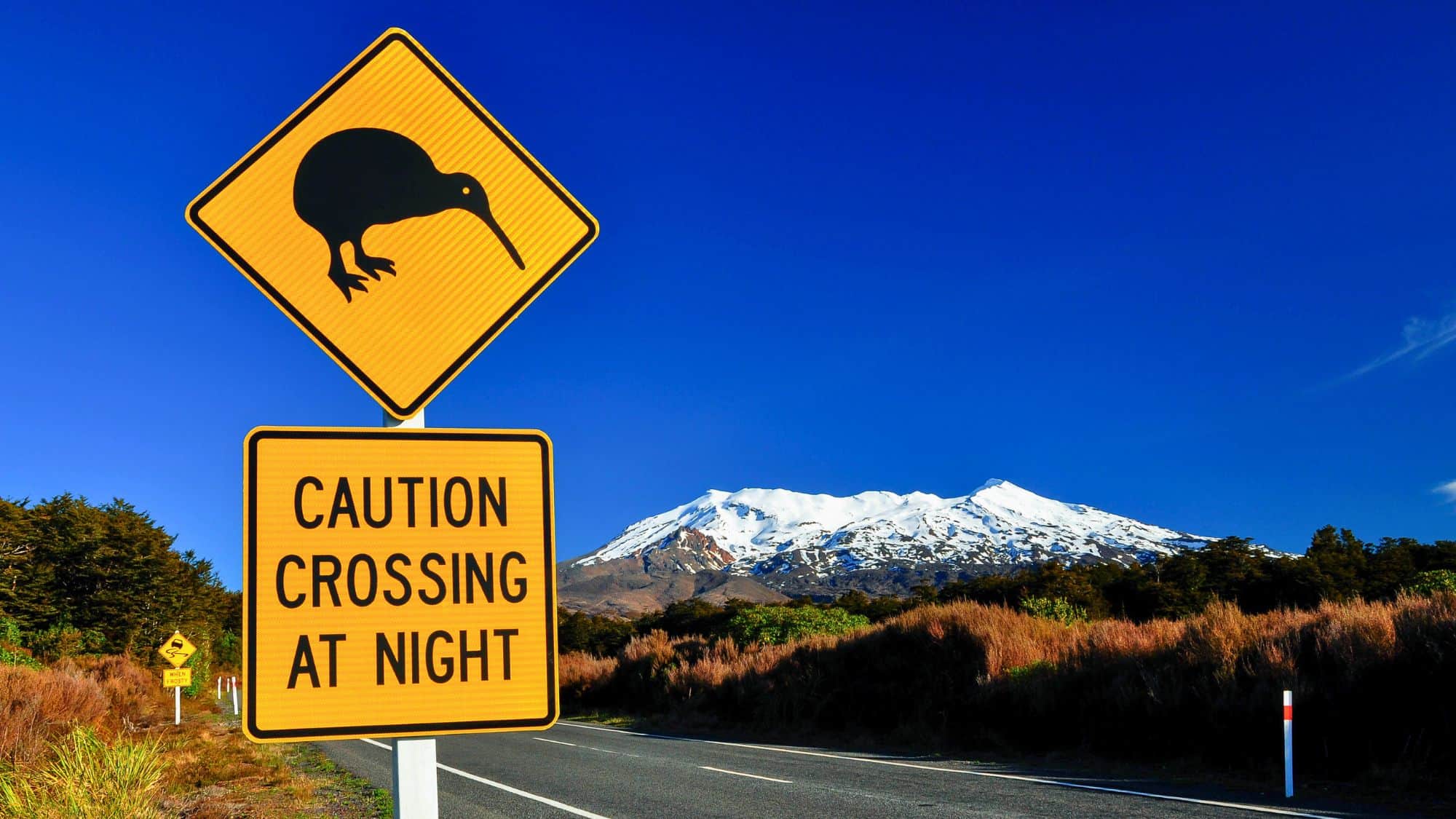 Bright yellow road signs warn of nighttime kiwi crossings in front of a snow-covered volcanic mountain under a vivid blue New Zealand sky.