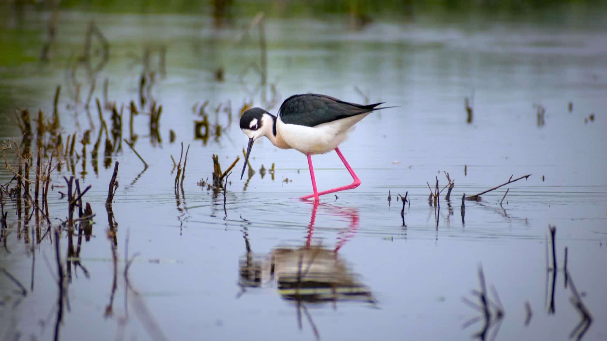 A black-necked stilt with long pink legs and black-and-white plumage lowers its head to forage in the shallow waters of a marsh.