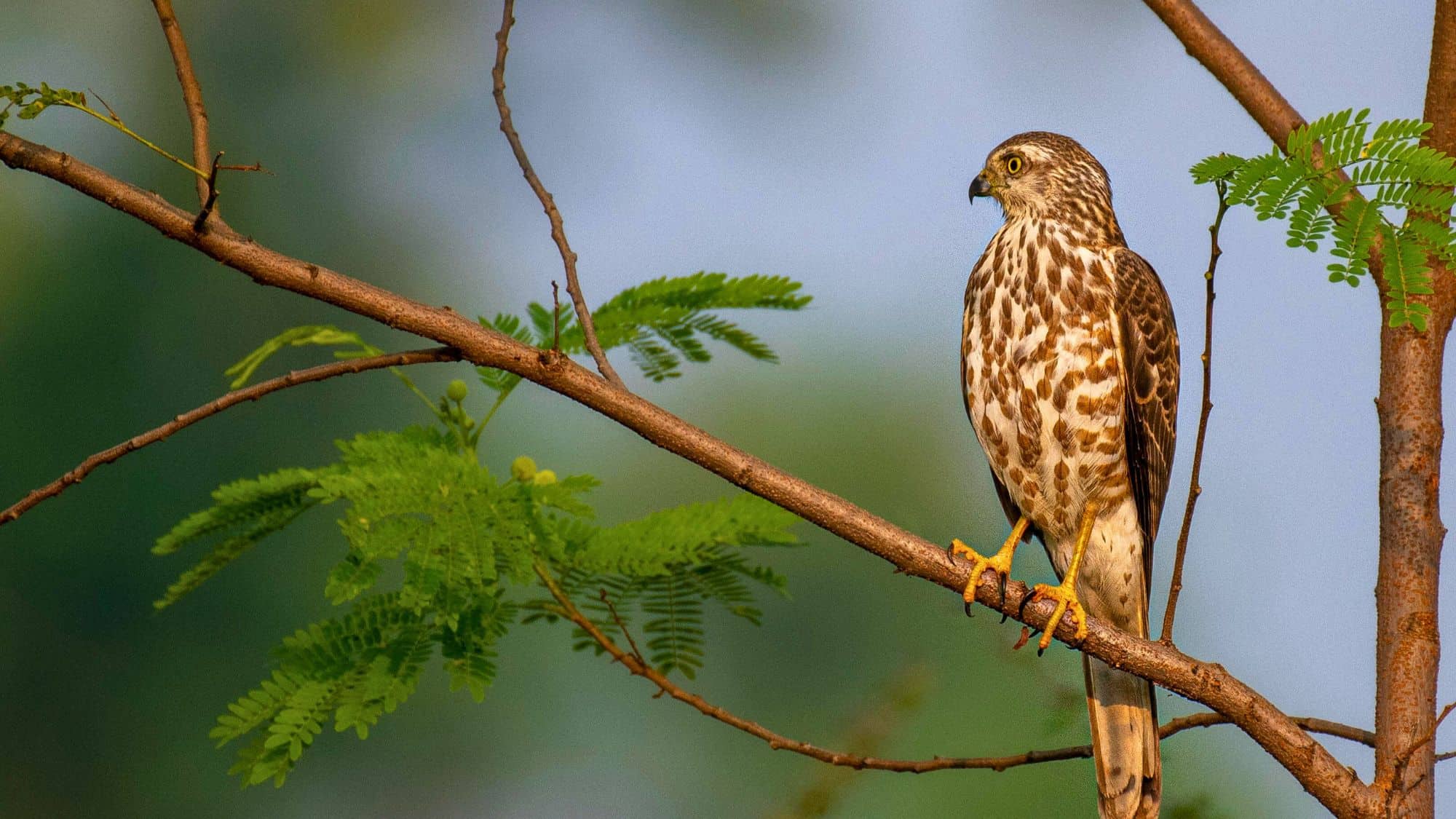A sharp-eyed Cooper’s hawk perches on a tree limb, its speckled chest and hooked beak visible against a soft green background.