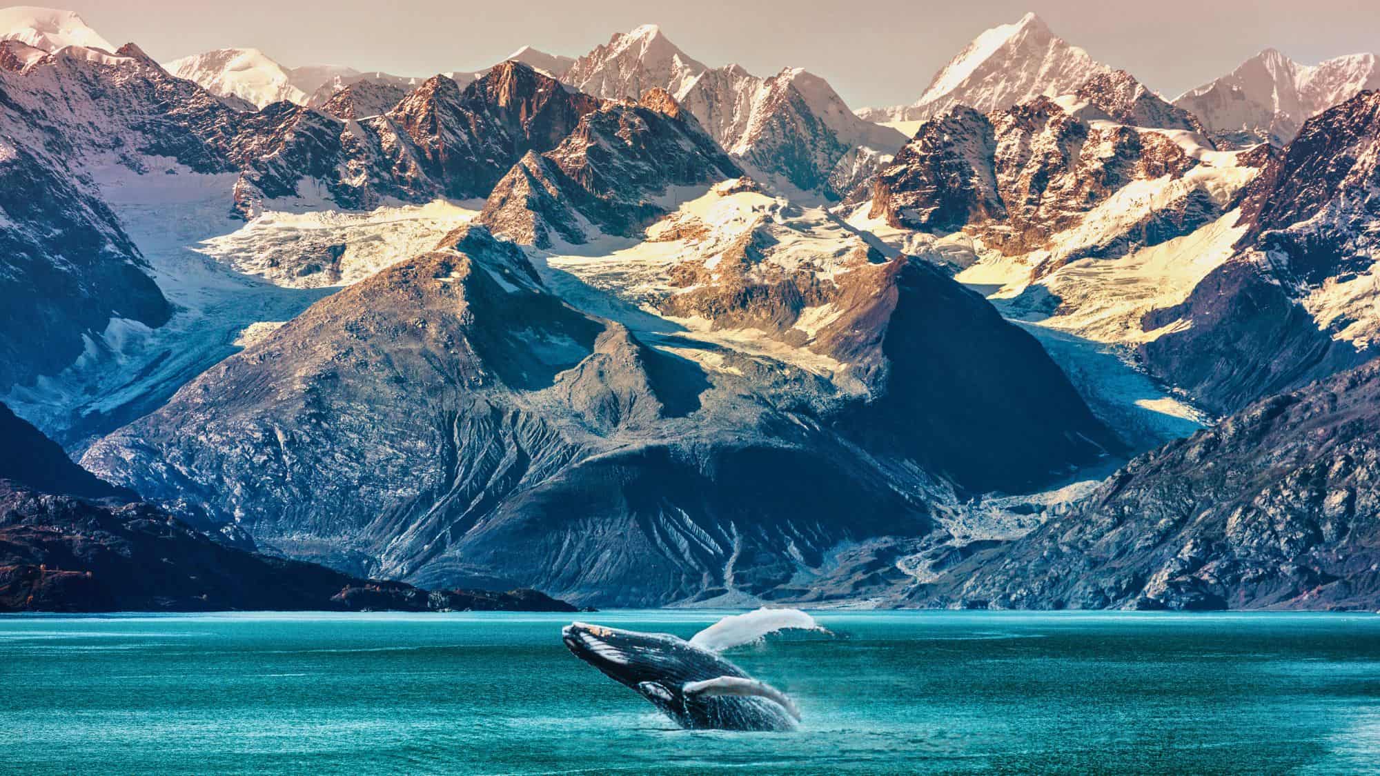 A humpback whale bursts from icy turquoise waters in front of towering, snow-covered Alaskan mountains and rugged glaciers under a golden sky.