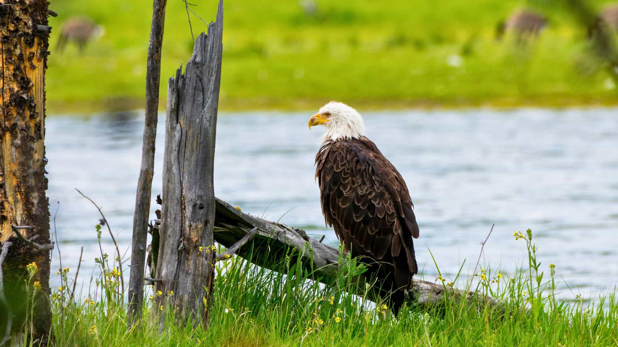 A majestic bald eagle with a white head and dark feathers perches beside a lake on a fallen log, framed by tall green grass and tree stumps.