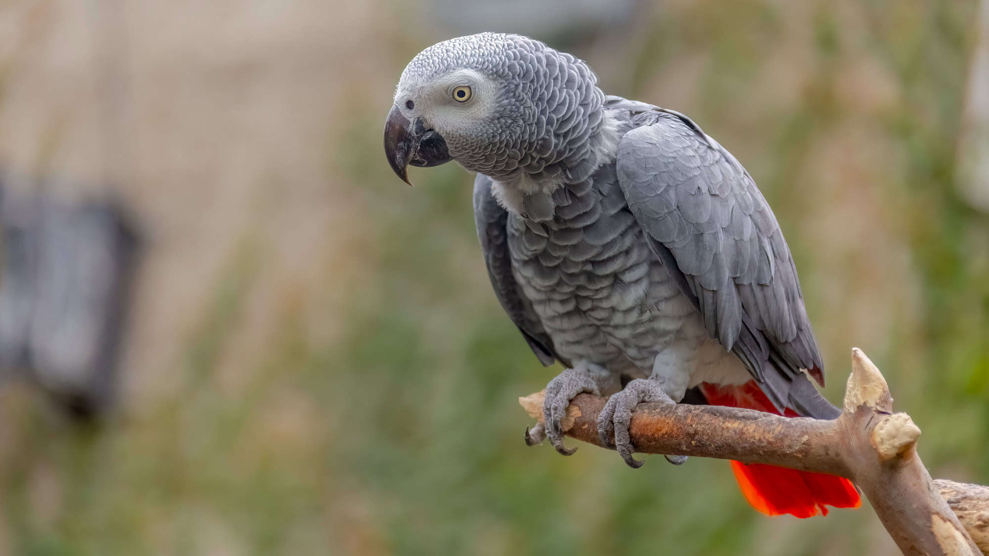 A grey parrot with intricate scalloped feathers and bright red tail feathers perches on a wooden branch, staring intently with its pale yellow eye.