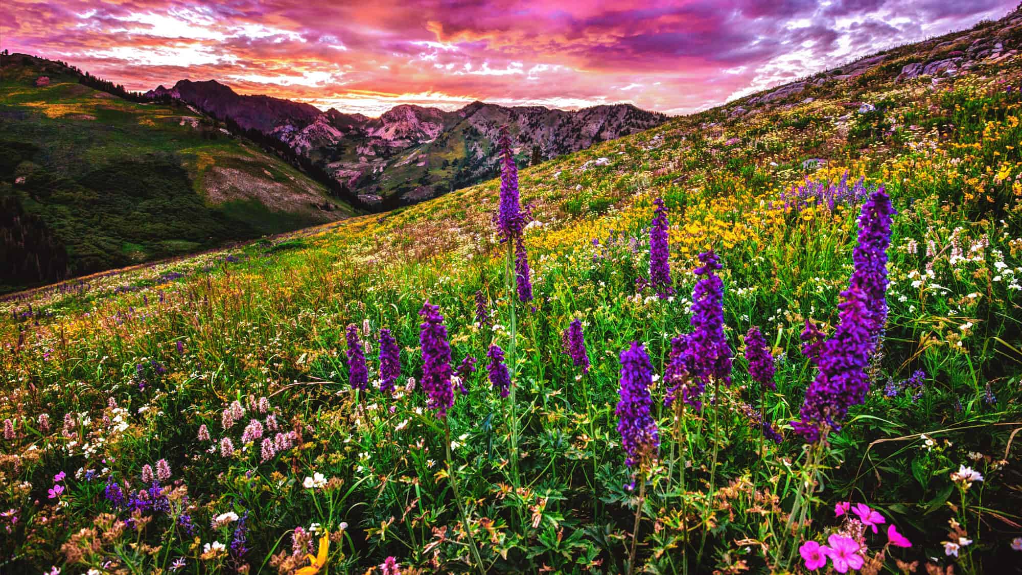 A vivid alpine meadow in Albion Basin is filled with tall purple wildflowers and a diverse palette of other blooms, all glowing beneath a fiery pink and orange sunset sky, with craggy mountain ridges in the background.