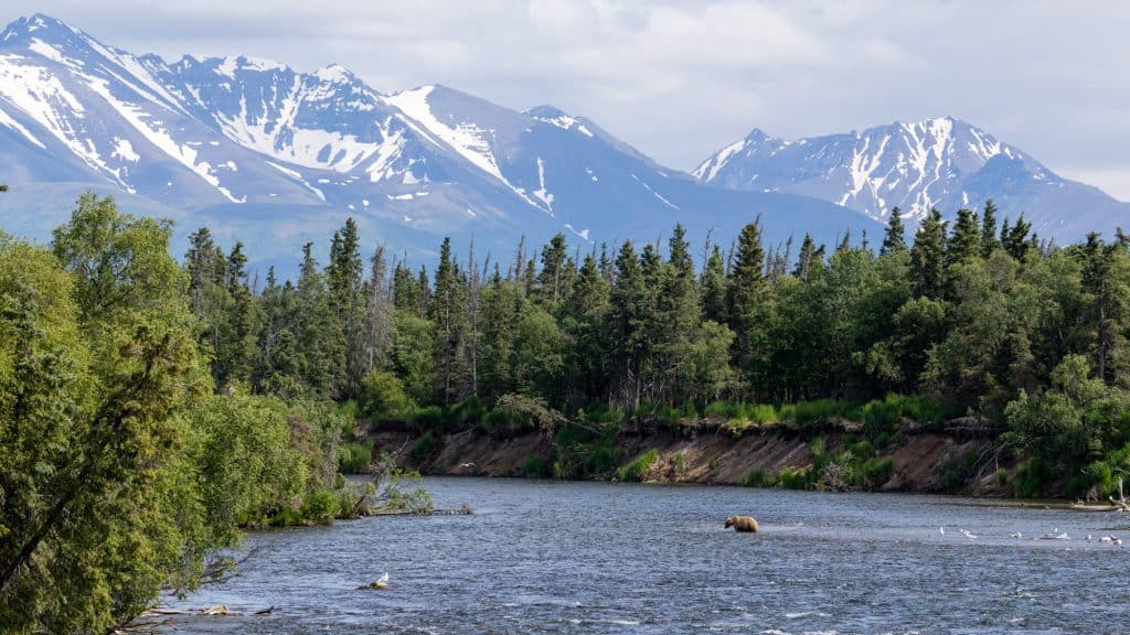 A brown bear wades in a wide river beneath a backdrop of snow-capped mountains and dense evergreen forest, with gulls flying nearby.