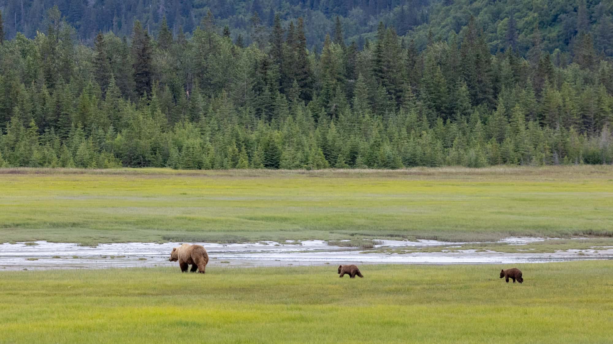 A mother brown bear walks through a tidal marsh followed by her two cubs, with a dense evergreen forest in the background.