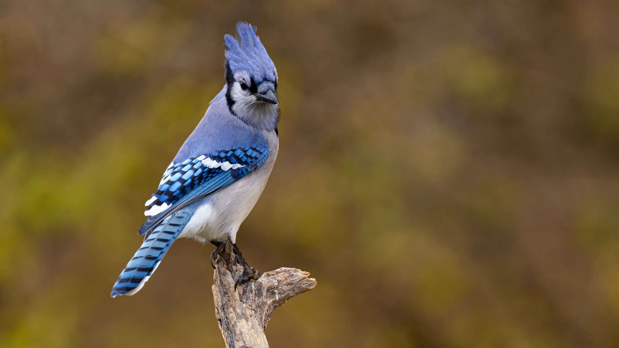 A vibrant blue jay with a feathered crest and black facial markings grips a bare branch, showing off its barred blue and white wings.