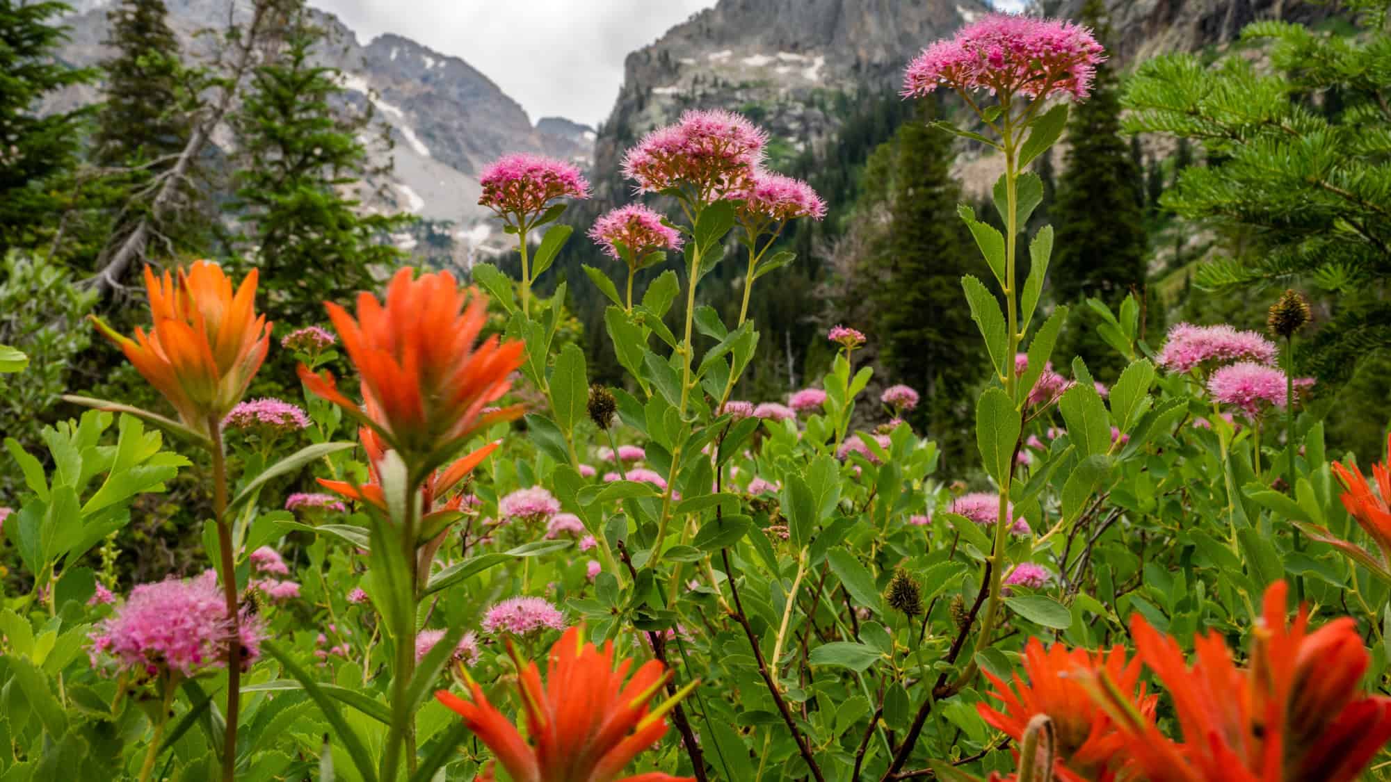 Bright red Indian paintbrush and fluffy pink wildflowers bloom in the foreground of Cascade Canyon, framed by pine trees and jagged mountain peaks under overcast skies.