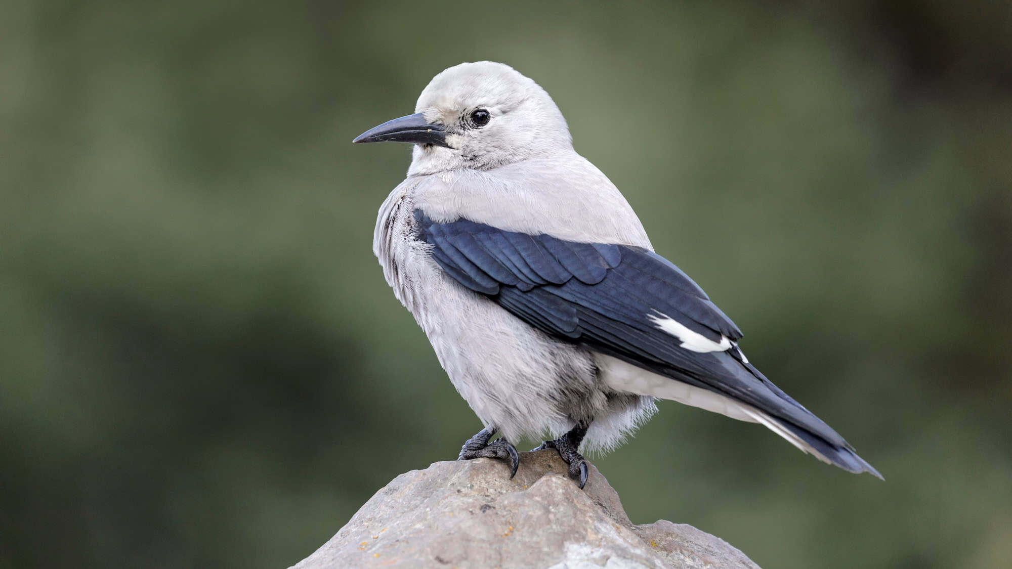 A pale gray bird with black wings and a long, pointed beak stands on a rock, its feathers fluffed against a soft green background.