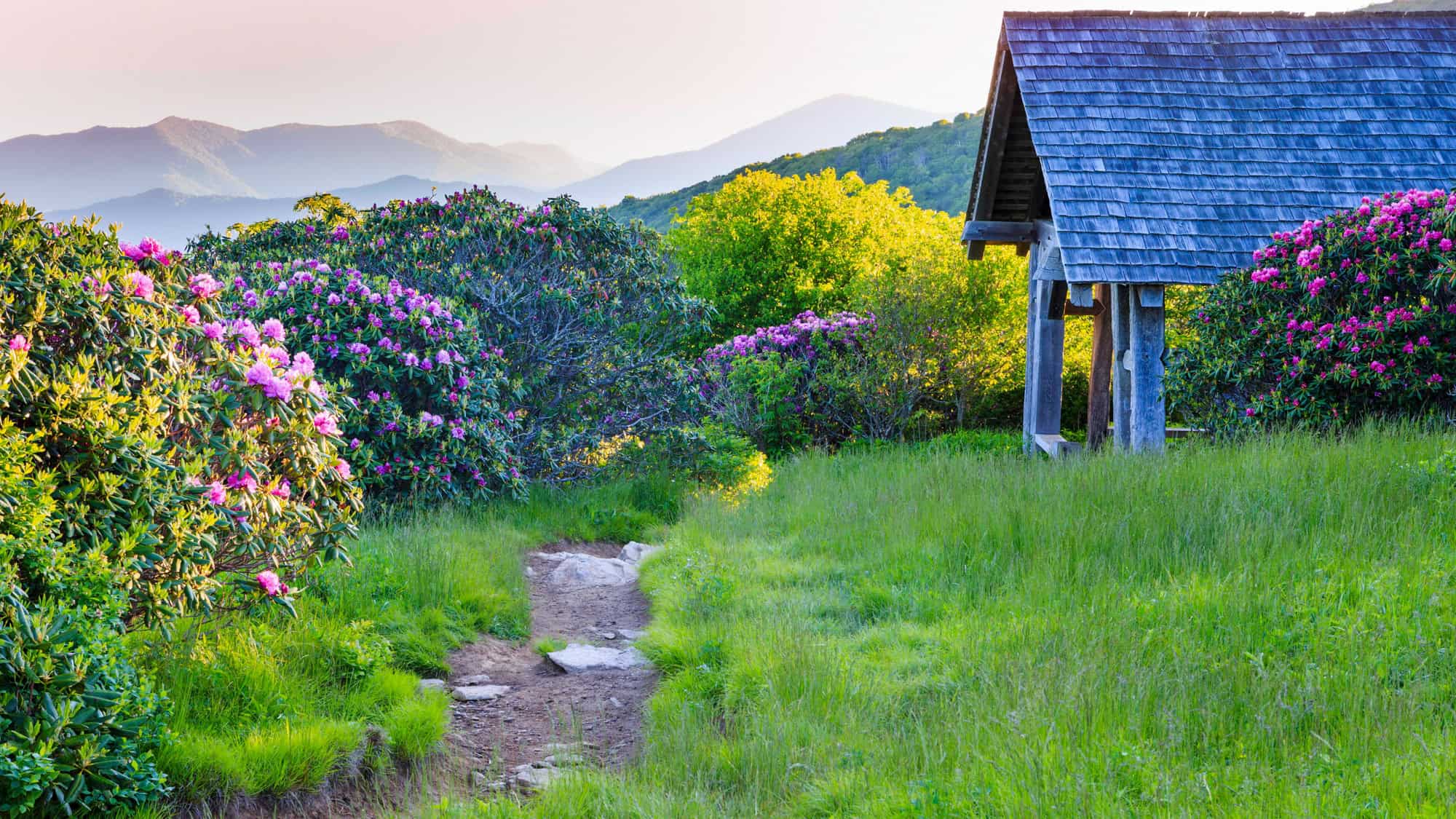 A lush mountain trail flanked by blooming pink rhododendrons leads past a wooden shelter, with hazy blue peaks layered in the distance under soft evening light.