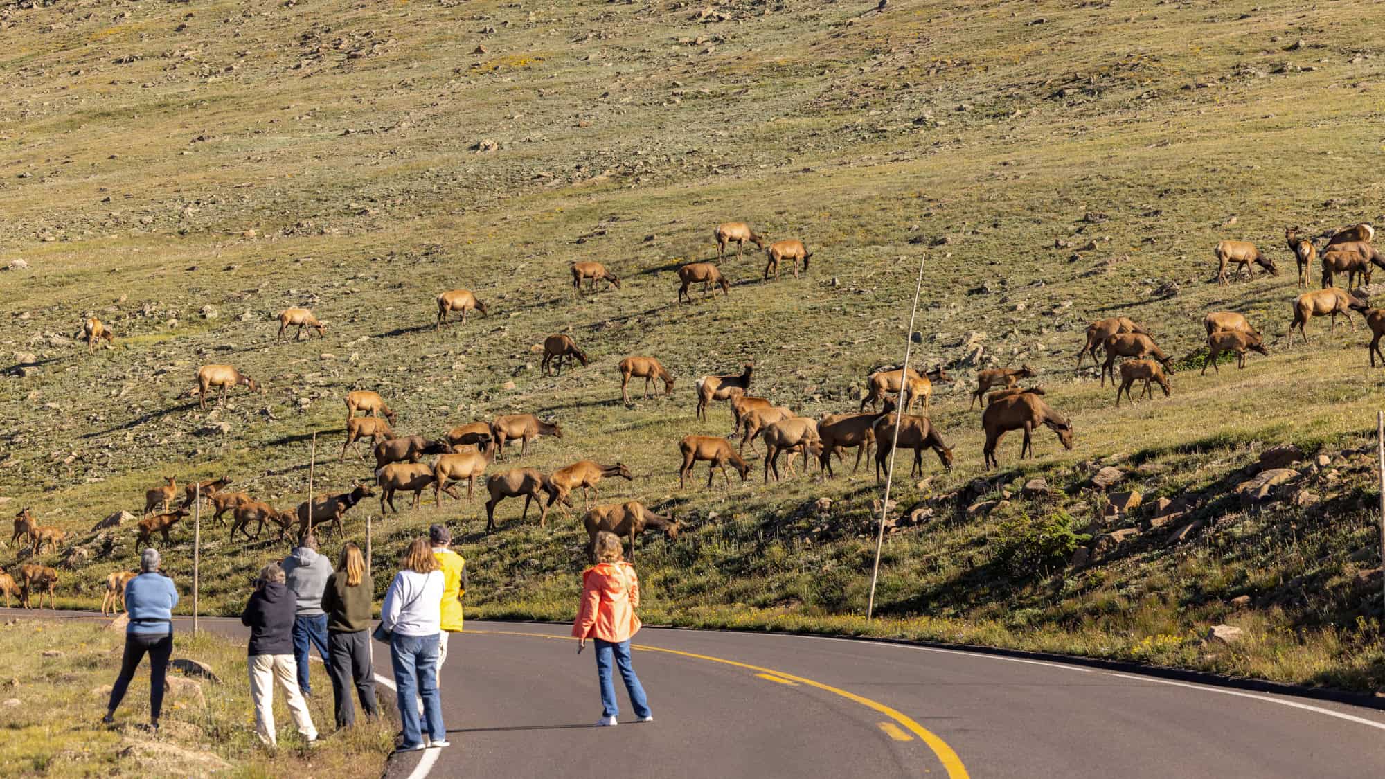 A large herd of elk grazes and roams across a grassy hillside in Rocky Mountain National Park while a group of people observe and photograph them from the roadside below.
