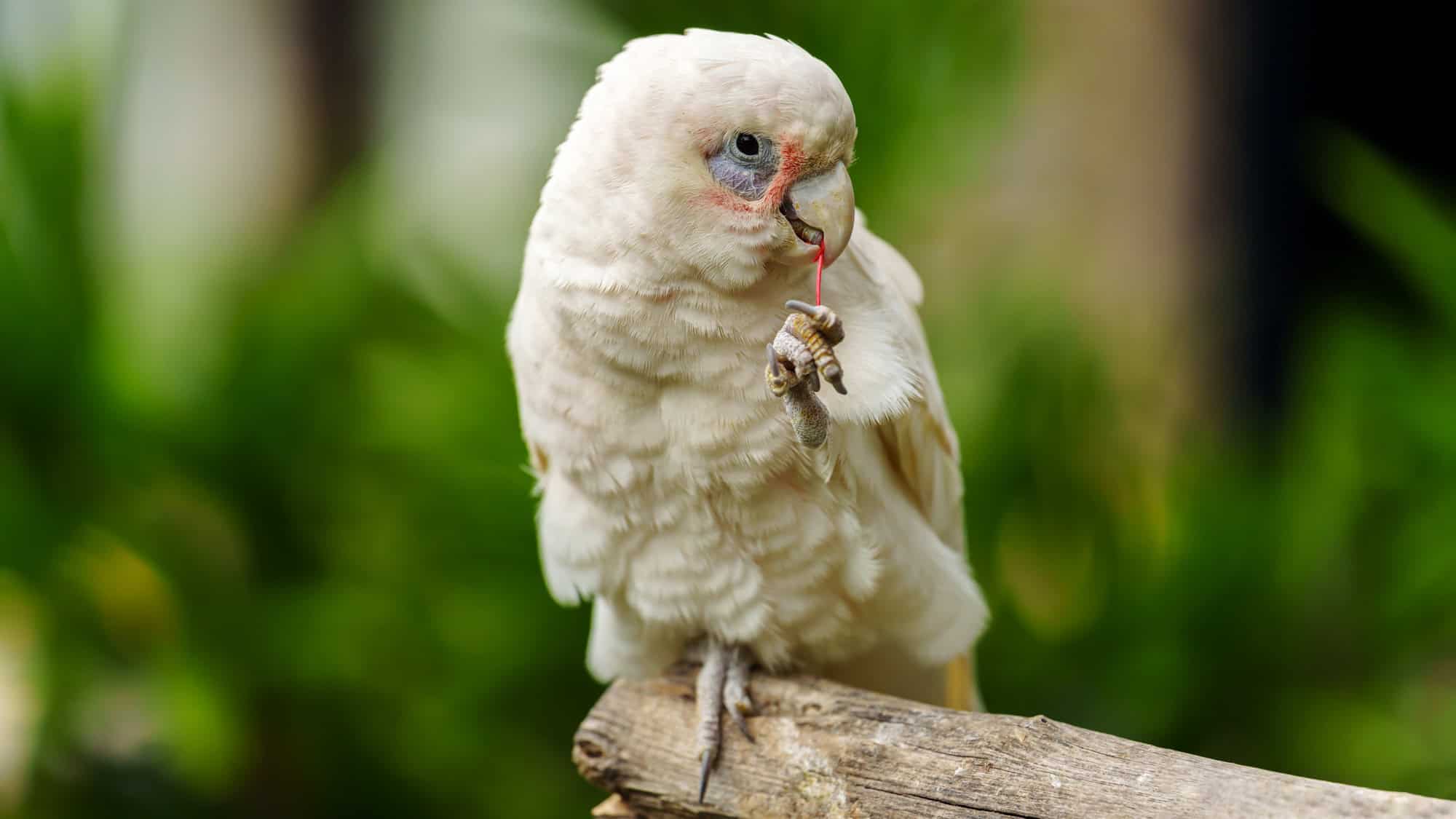 A white cockatoo with pale pink skin around its eye uses one claw to hold a red string or twig, its curved beak slightly open.