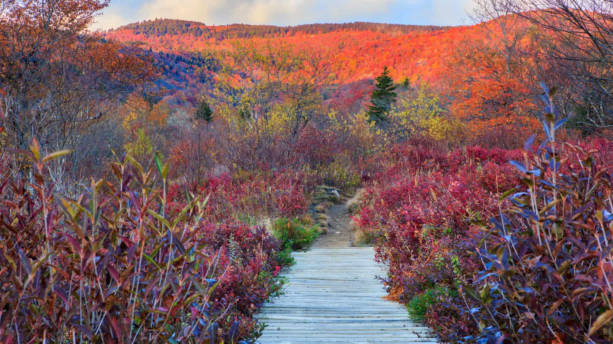 A wooden boardwalk winds through vivid red, orange, and purple foliage toward a distant hill glowing with fall color under a soft, cloud-streaked sky.