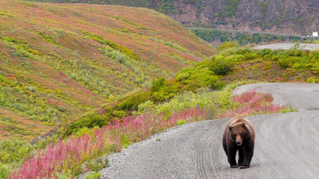 A grizzly bear walks down a gravel road lined with vibrant pink and green tundra vegetation in Denali National Park. Rolling hills covered in fall colors stretch into the distance.