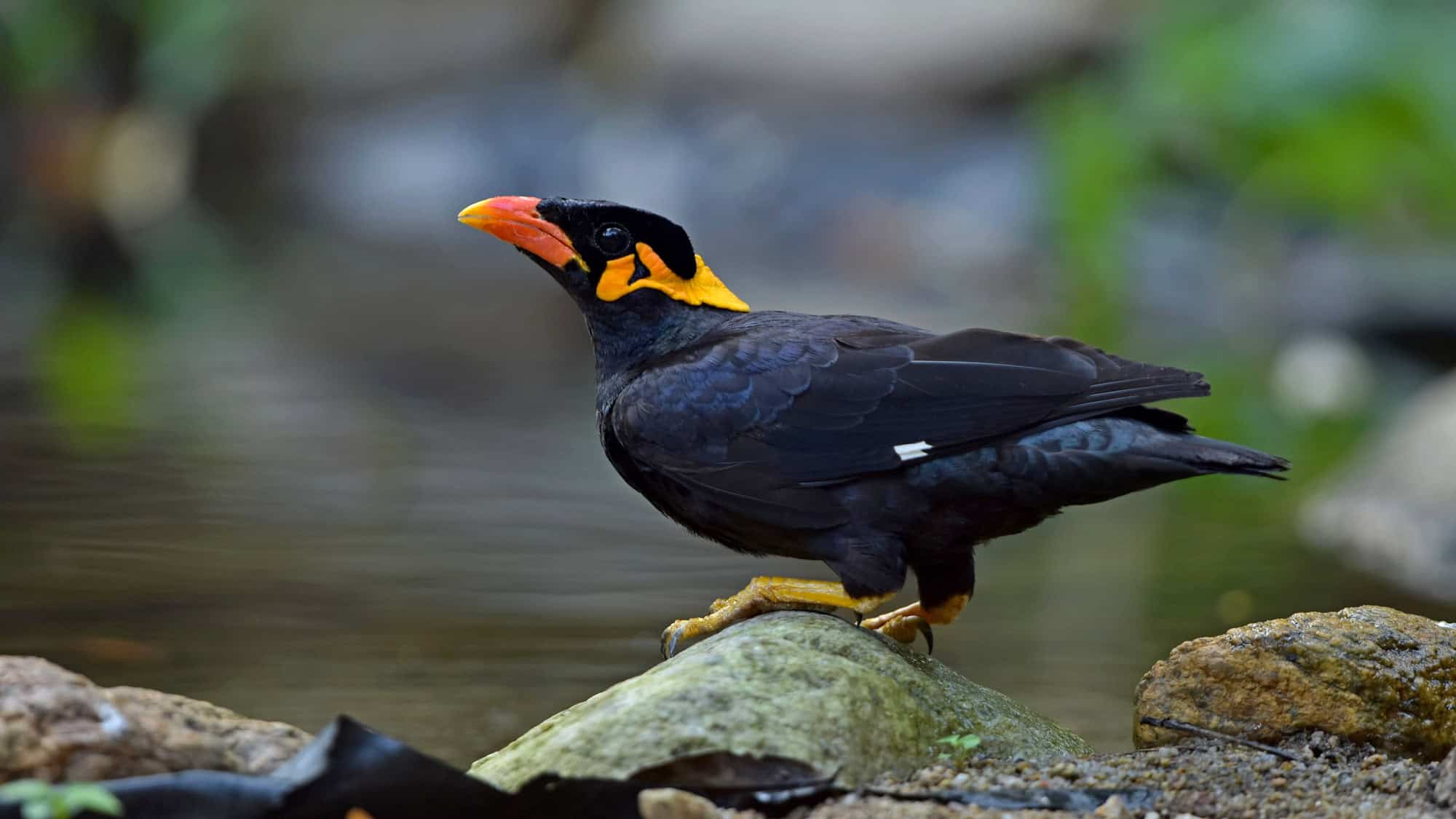 A black hill myna with bright orange wattles and a thick yellow-orange beak stands on a rock by a shallow stream.