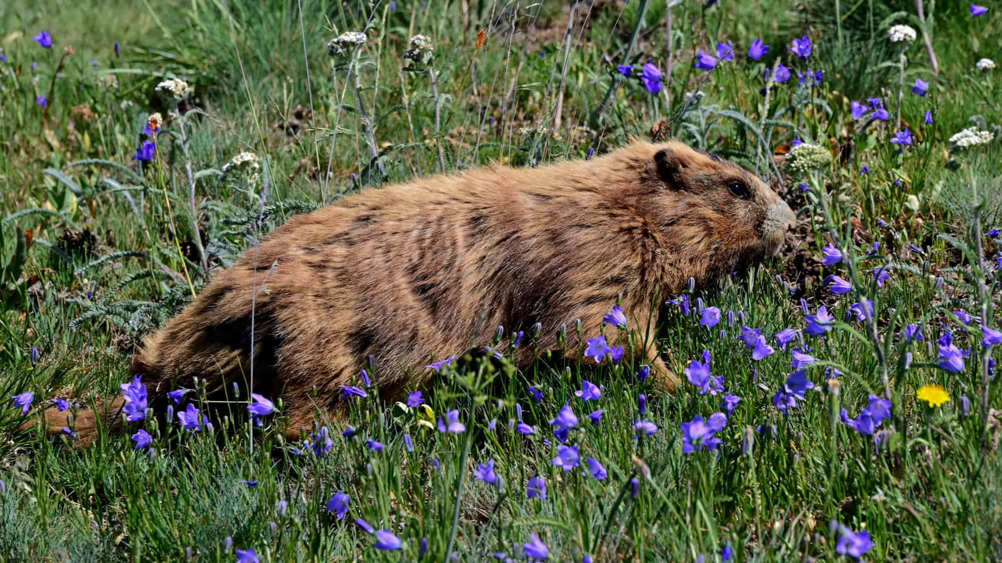 A hoary marmot lies stretched out in a wildflower-dotted alpine meadow, surrounded by delicate purple blooms with a mix of grass and mountain flora in Olympic National Park.
