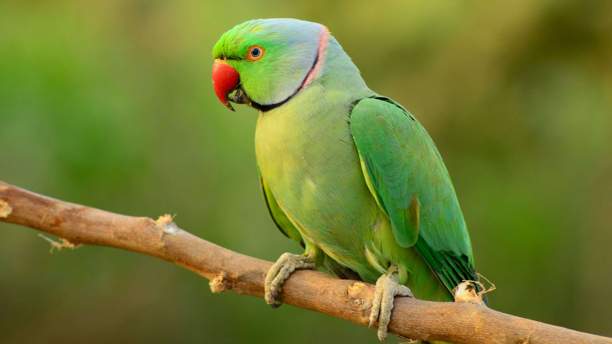 A bright green parakeet with a red beak and a thin pink and black neck ring grips a bare branch with vivid green in the background.