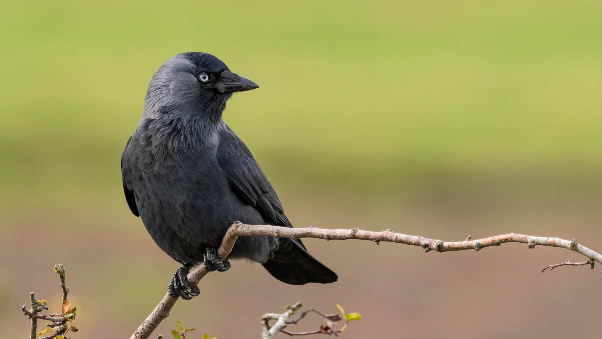 A small black and grey crow with striking pale eyes perches on a thin branch, turning slightly to glance behind.