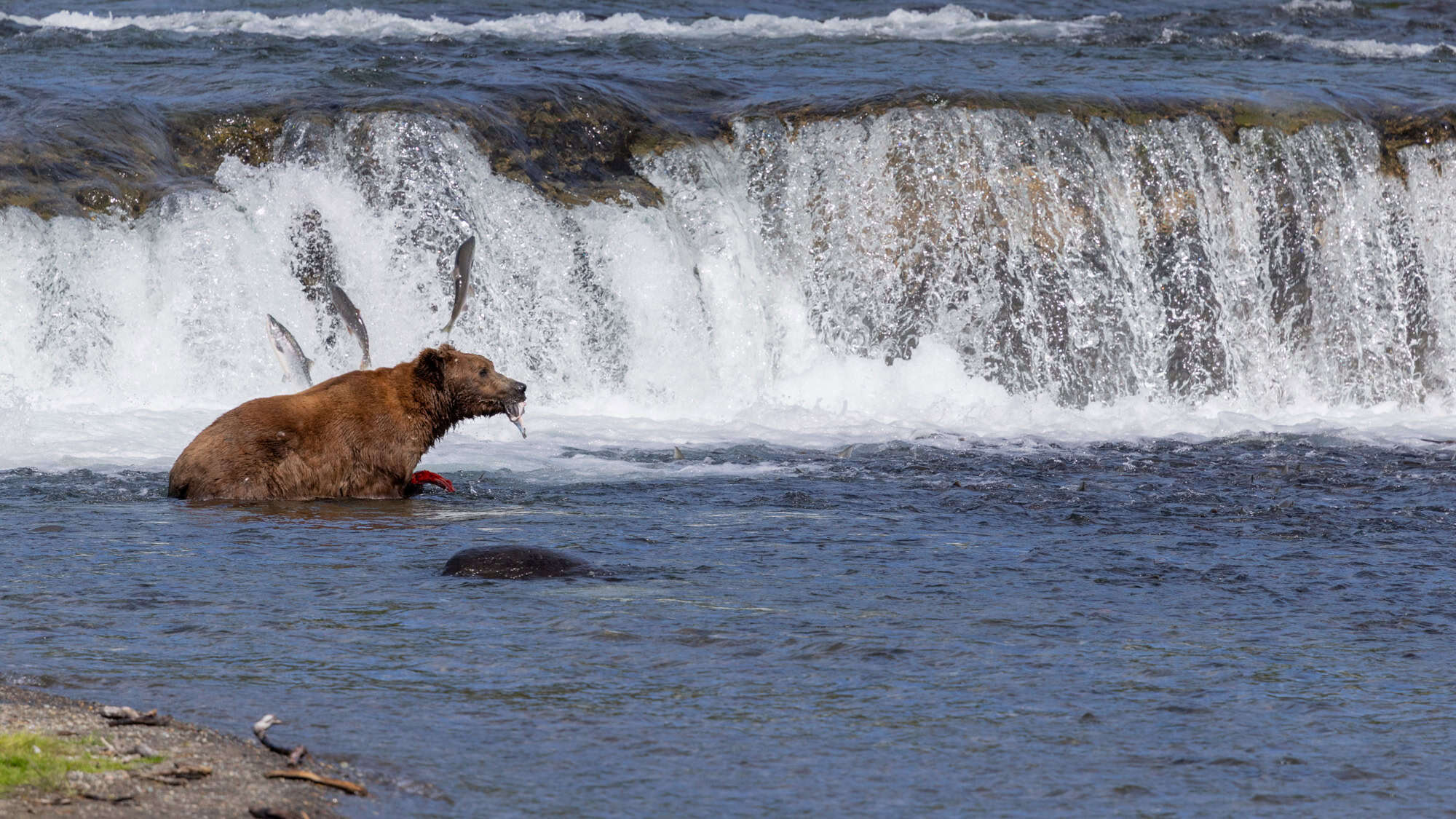 A brown bear grips a red salmon while standing in a river below a waterfall, as silver fish leap upstream during the annual salmon run.