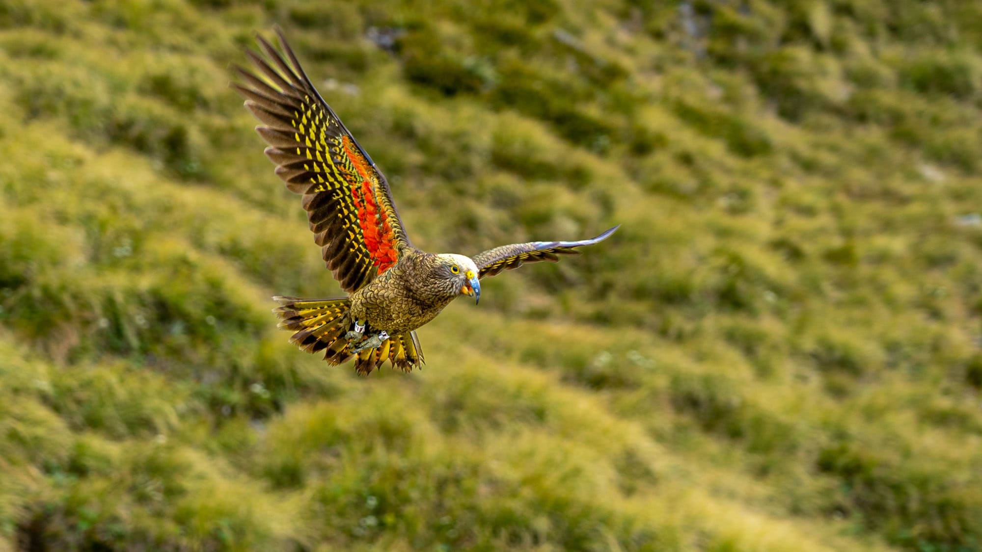 A colorful Kea parrot with olive green feathers and vivid orange underwings soars through a grassy alpine landscape.