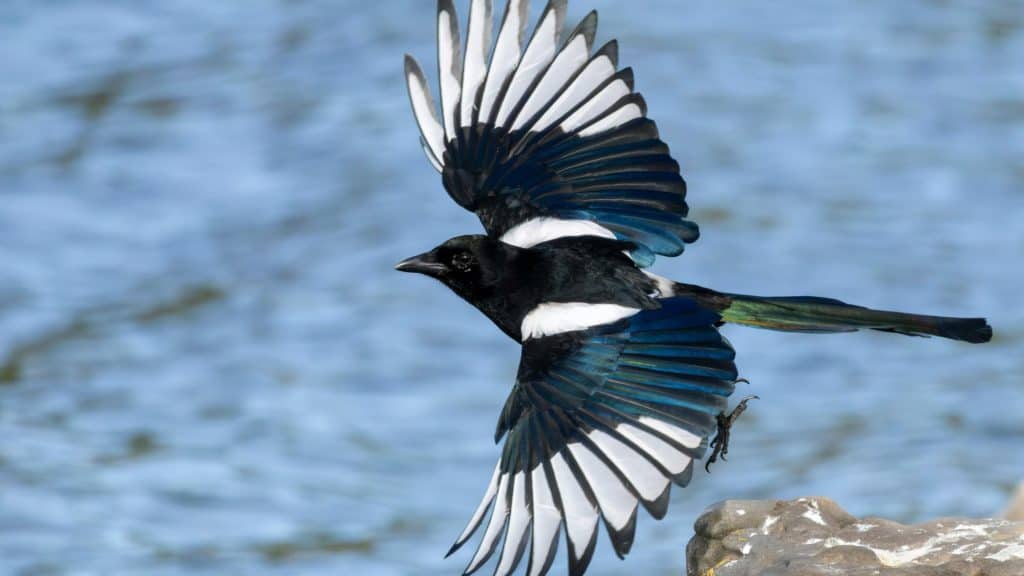 A black and white magpie with vivid blue-green wing feathers spreads its wings wide mid-flight over a rippling blue surface.