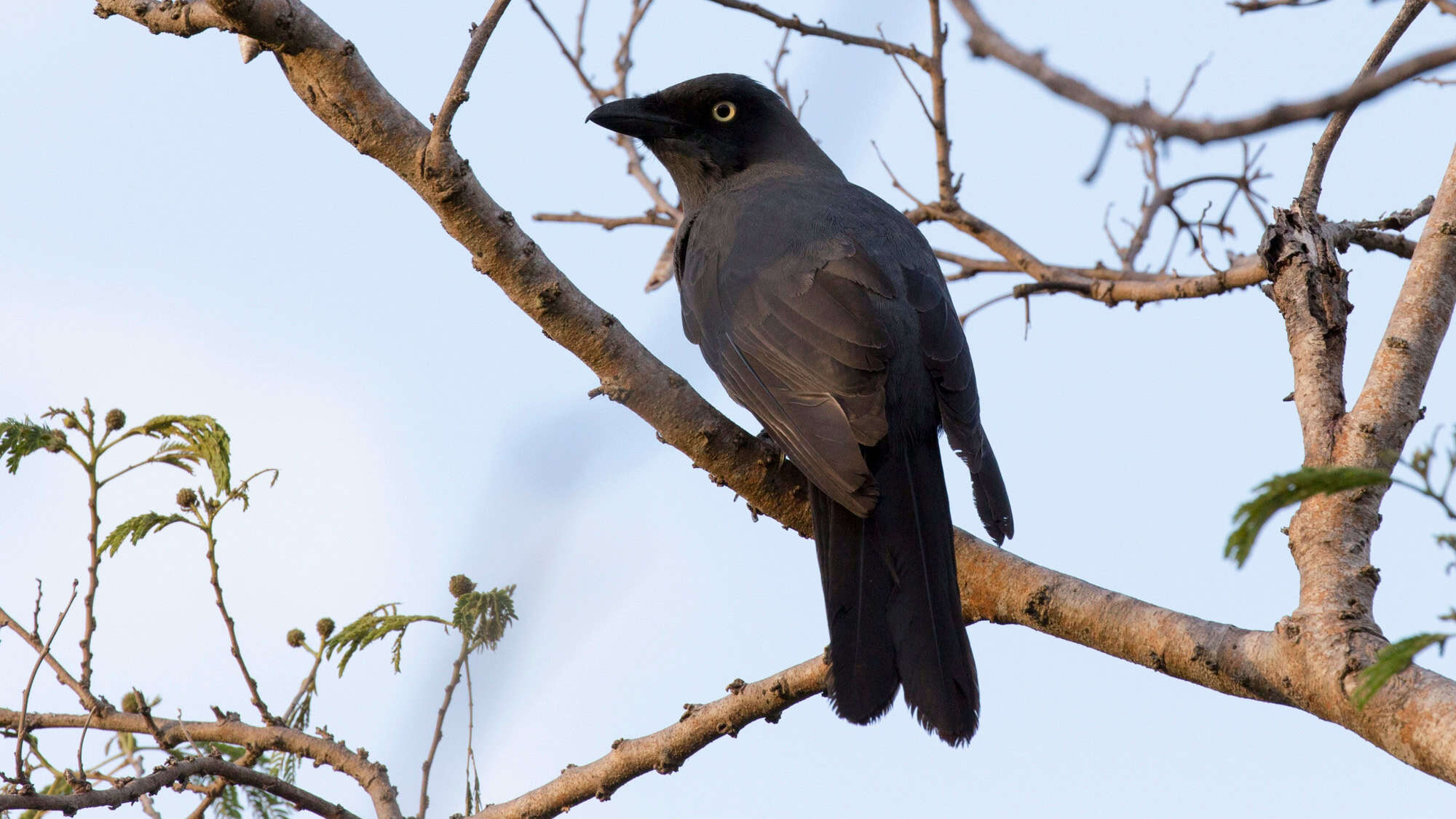 A sleek black bird with piercing pale eyes perches on a bare branch, its feathers catching the early light against a soft sky.