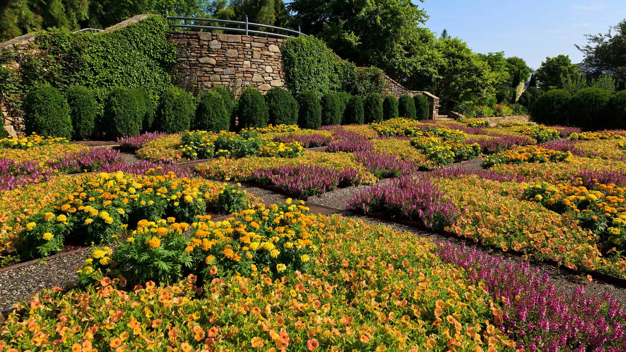 A geometric garden filled with rows of bright yellow marigolds, purple salvia, and peach-toned petunias sits beside a stone wall draped in ivy and framed by green hedges.