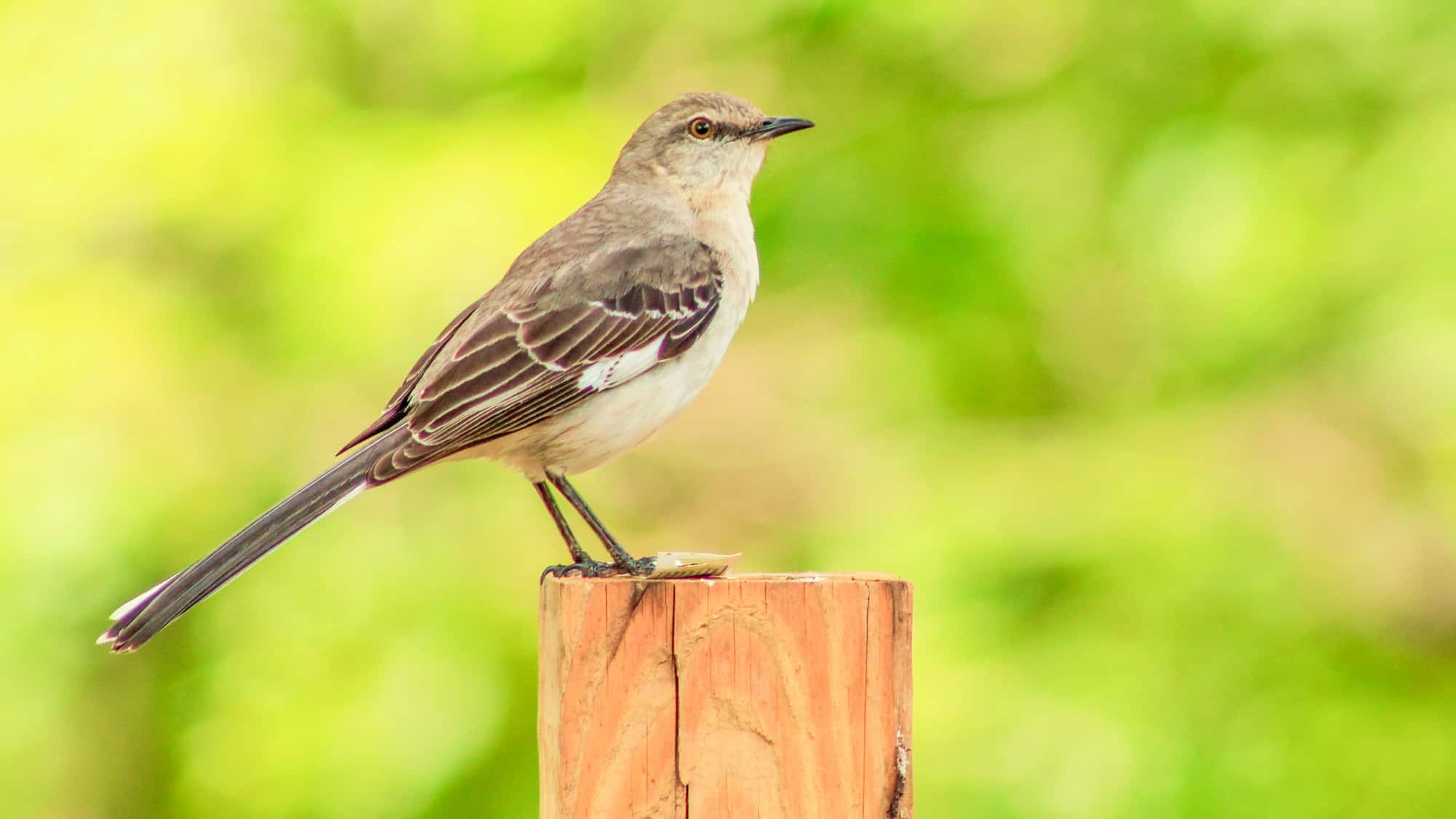 A slim grey and white mockingbird stands tall on a wooden post, looking sideways with a background of soft green blur.