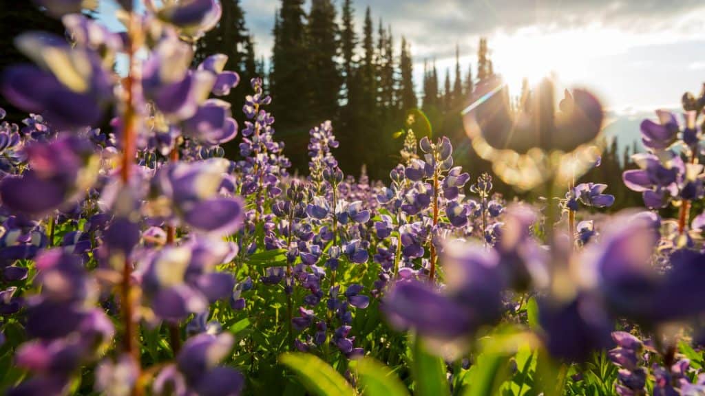 Close-up of vibrant purple lupine flowers glowing in warm sunlight, with tall evergreens and sunrays filtering through in the background.