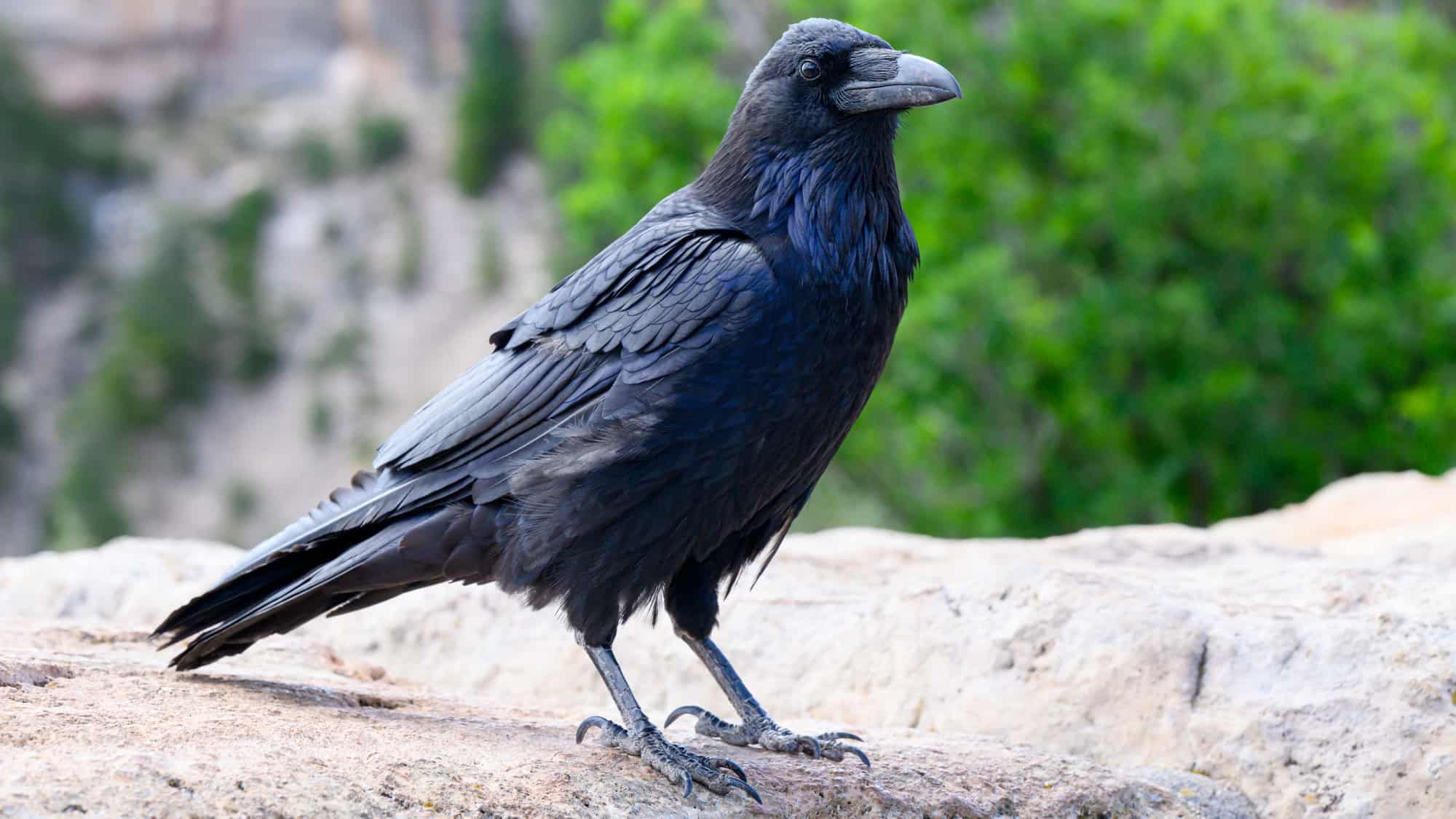 A large raven with glossy black plumage stands confidently on a rocky ledge with a blurred green forest behind it.