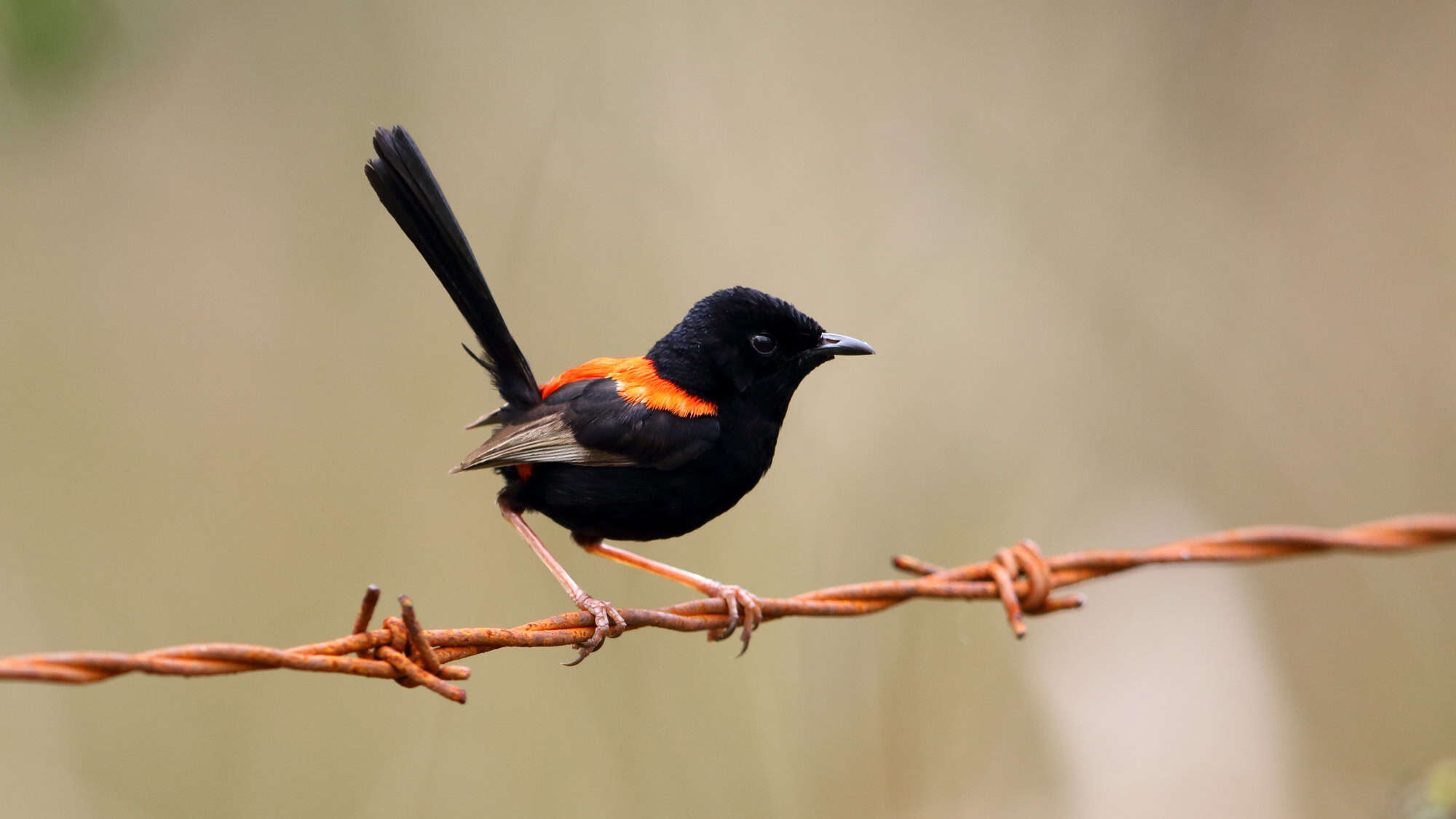 A tiny black bird with vivid red shoulder patches perches on a rusted strand of barbed wire against a neutral background.
