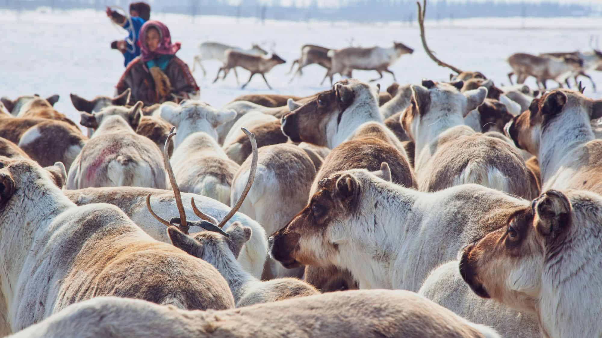 A dense herd of reindeer moves through a snowy field as bundled herders guide them in the distance, capturing a traditional Arctic lifestyle.
