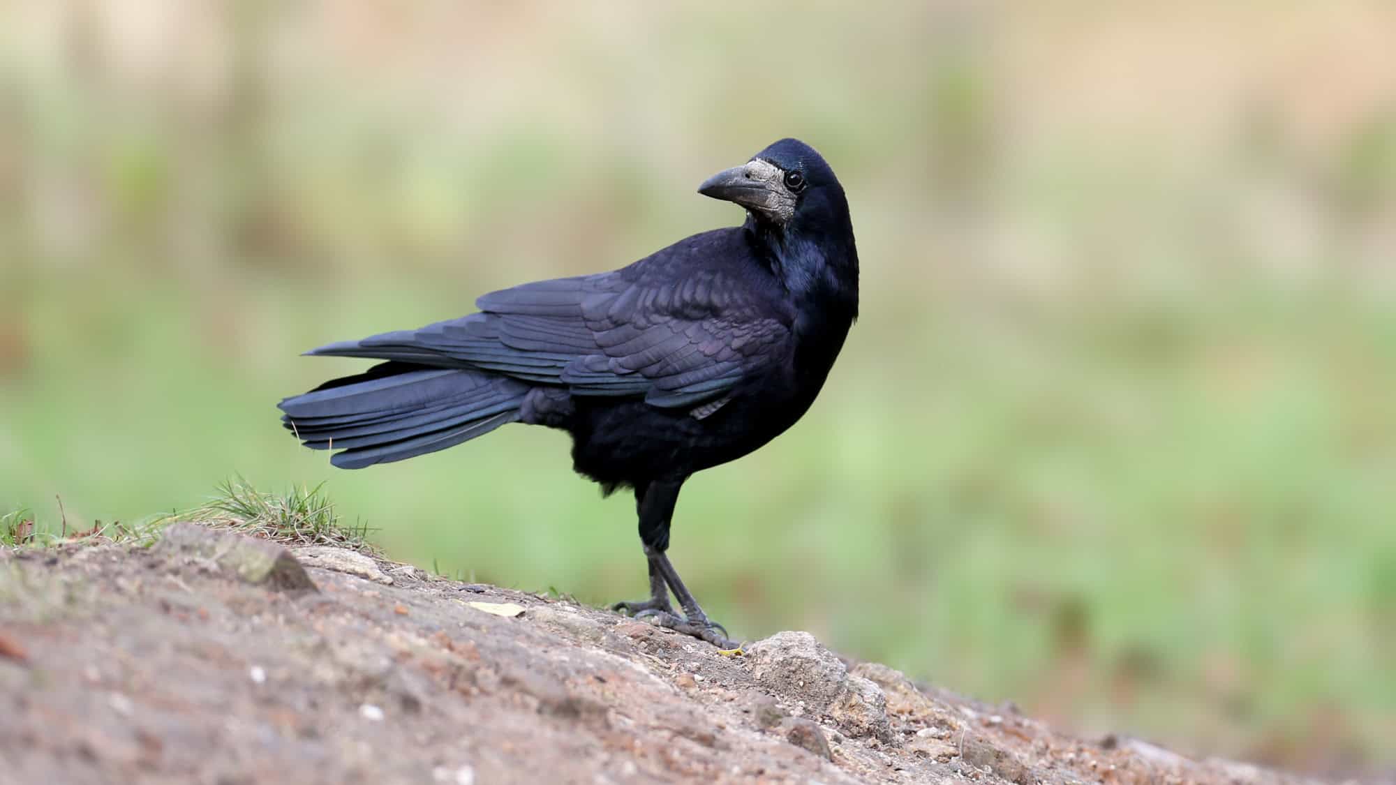 A dark-feathered rook with a bare, pale patch at the base of its beak stands on earthy ground, glancing back over its shoulder.