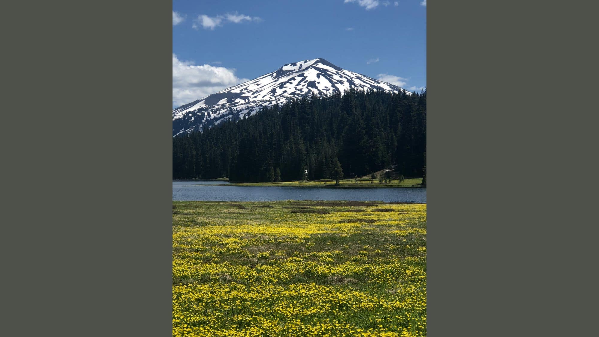 A field of tiny yellow wildflowers stretches toward a calm alpine lake, with a snow-dappled peak rising behind dense evergreen forest under a bright blue sky.