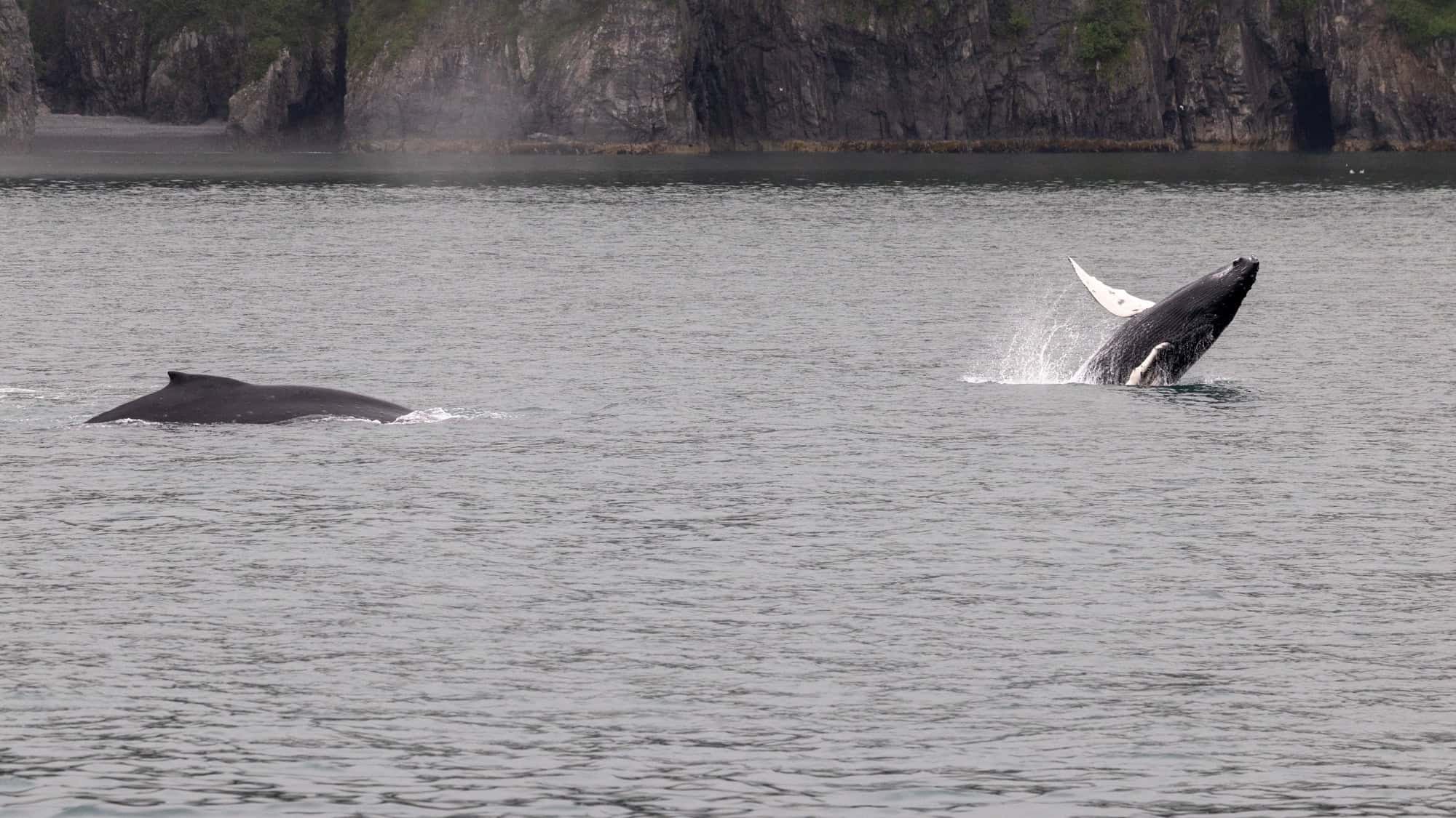 A humpback whale leaps from the ocean with its white fin extended as another swims nearby, all set against a rocky coastline and misty cliffs.