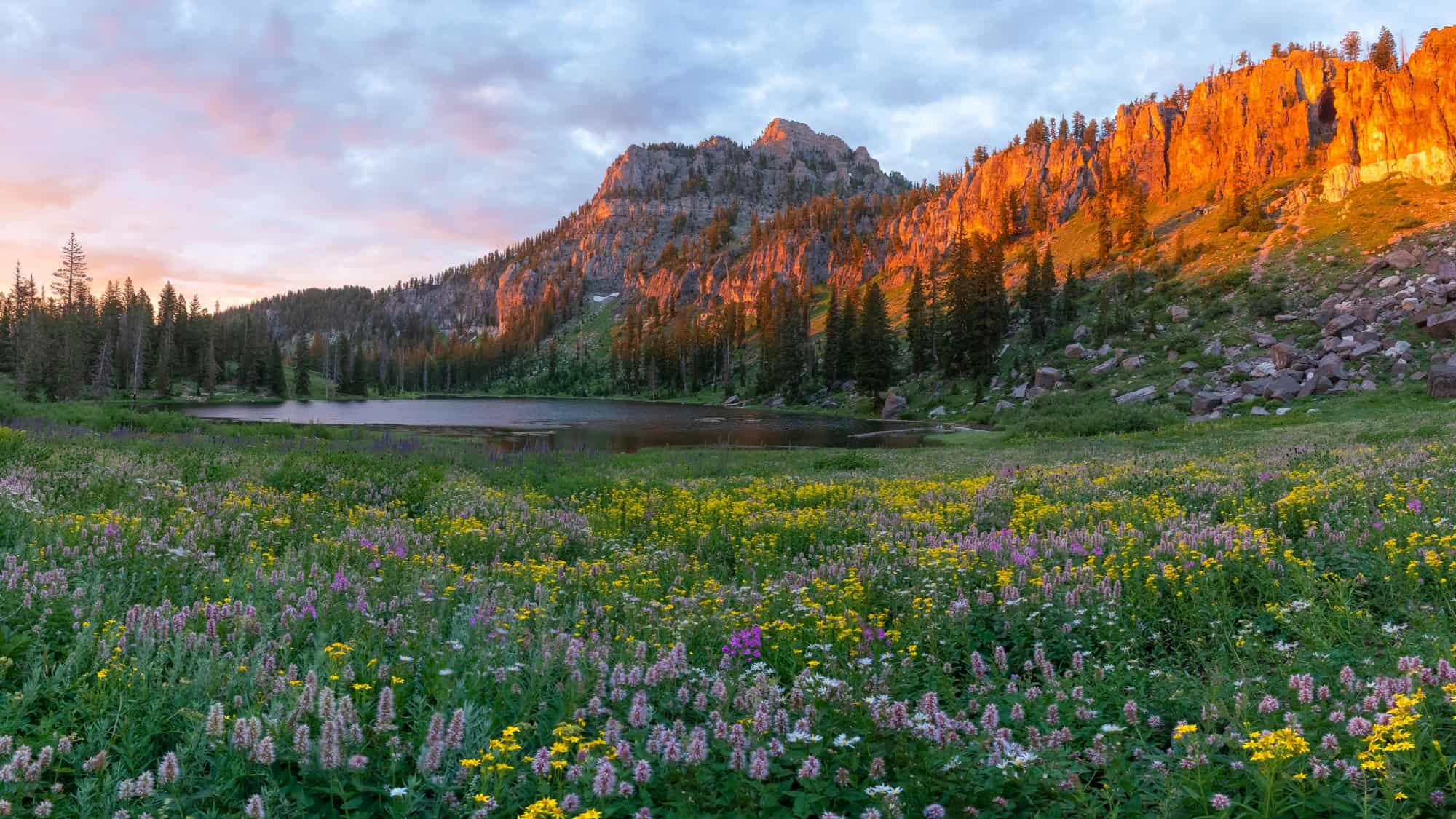 A mountain meadow explodes with purple, pink, white, and yellow wildflowers beside a serene lake, while golden alpenglow paints the jagged cliffs above at sunset.