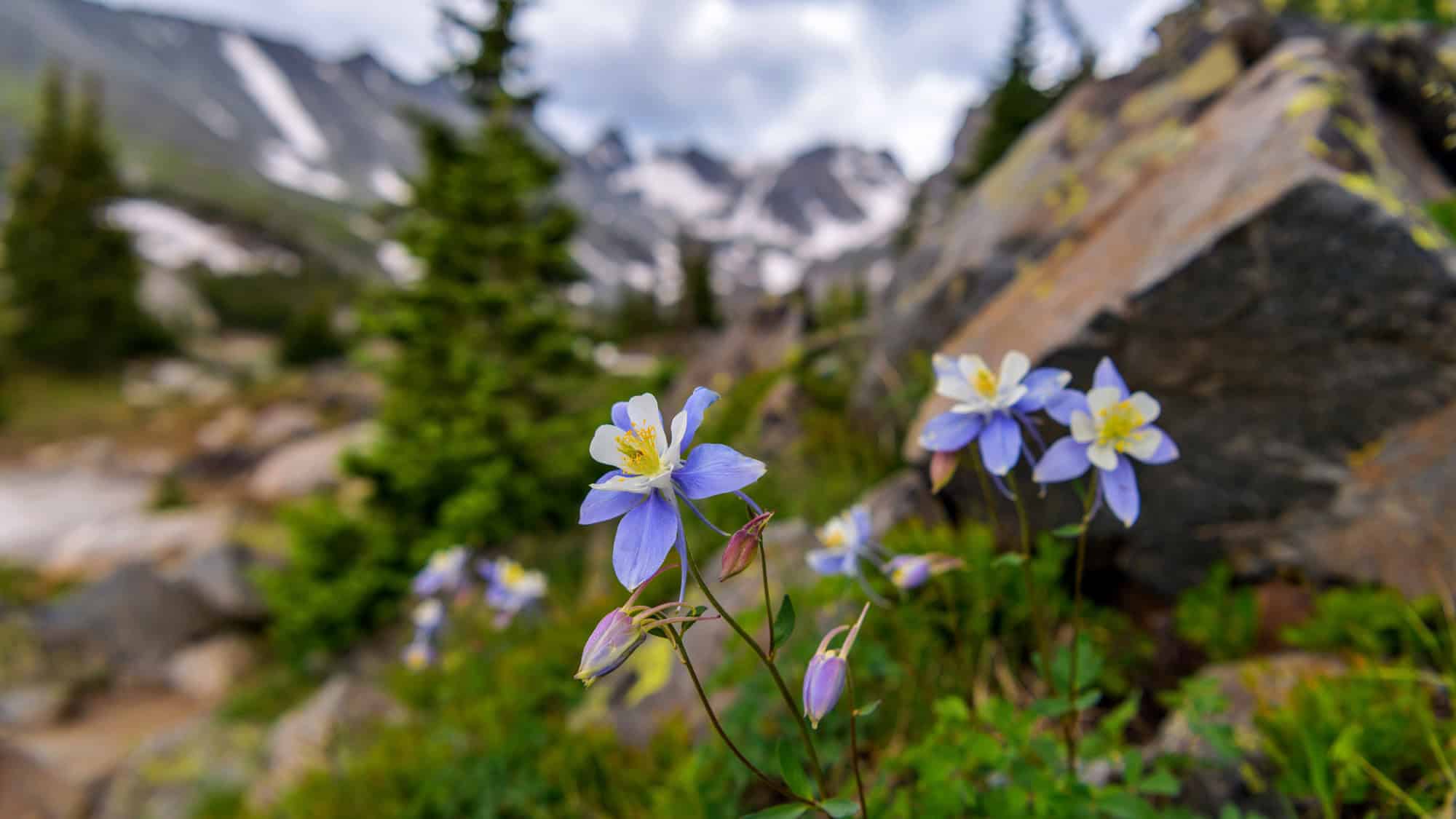 Delicate pale blue and white columbine flowers—the Colorado state flower—bloom among alpine rocks and evergreens, with snow-dappled mountains softly blurred in the background.