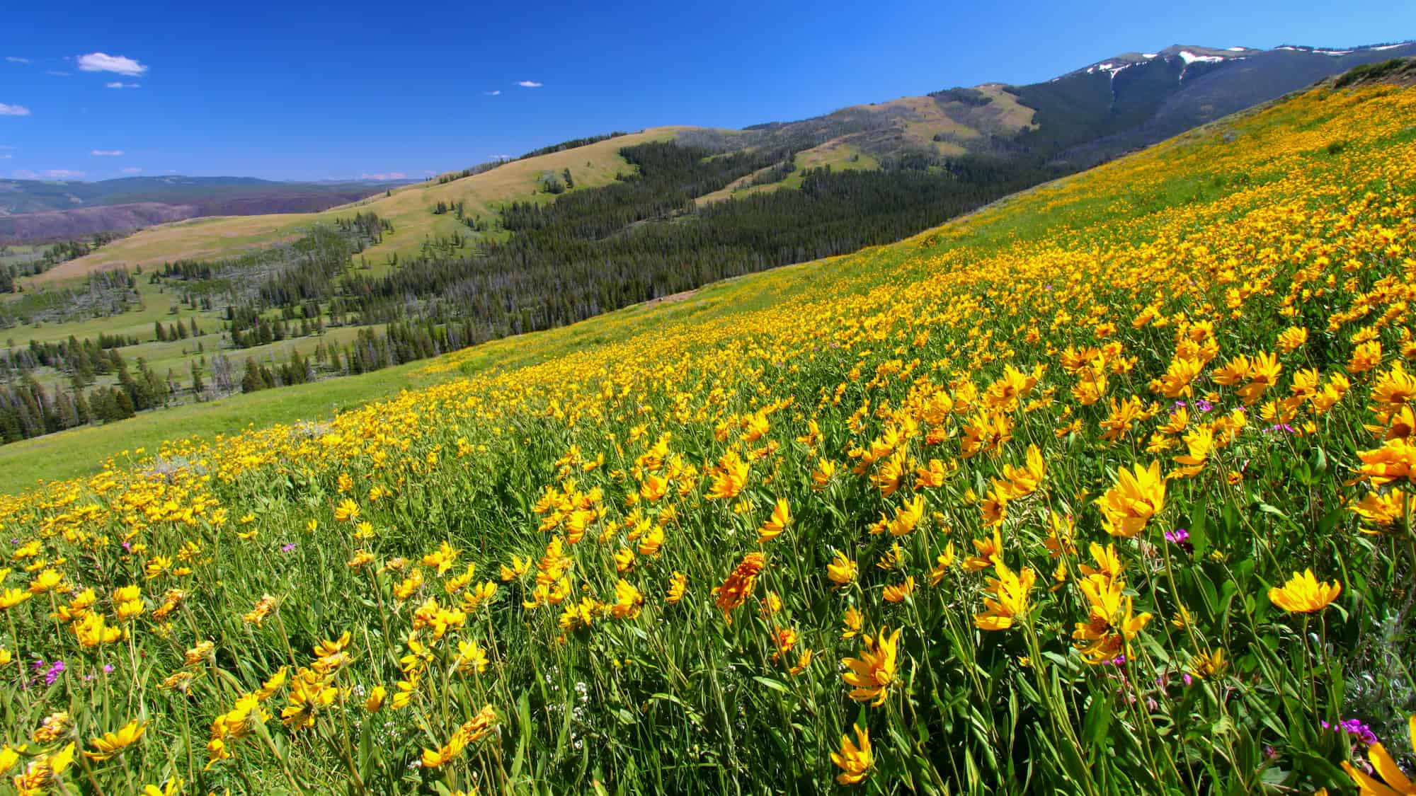 A sunny hillside in Yellowstone National Park is blanketed with a sea of golden yellow wildflowers stretching into the distance, with green forested hills and distant mountains beyond.