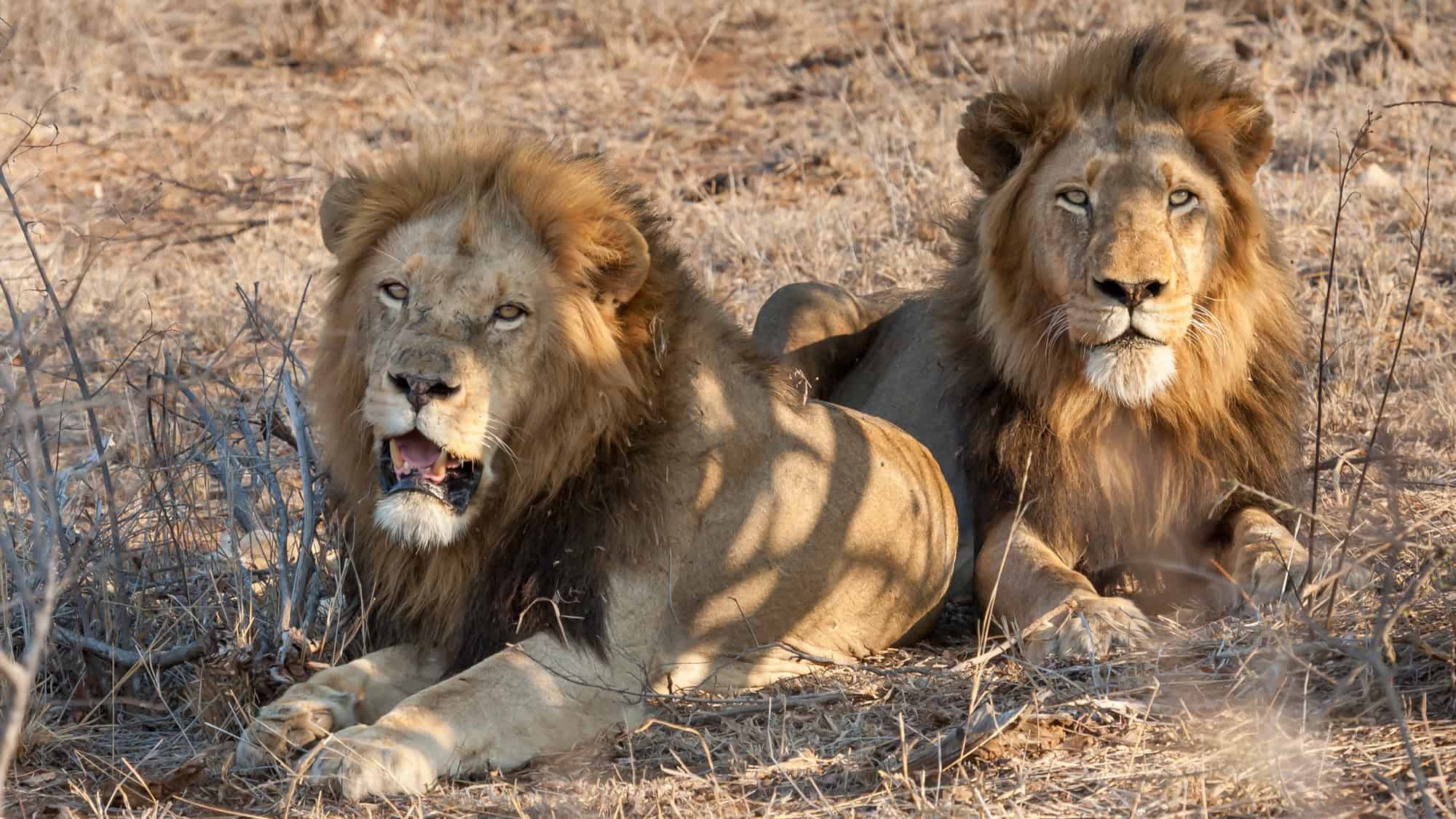 Two male lions lounge in dry grass, one with its mouth slightly open while the other looks straight ahead.