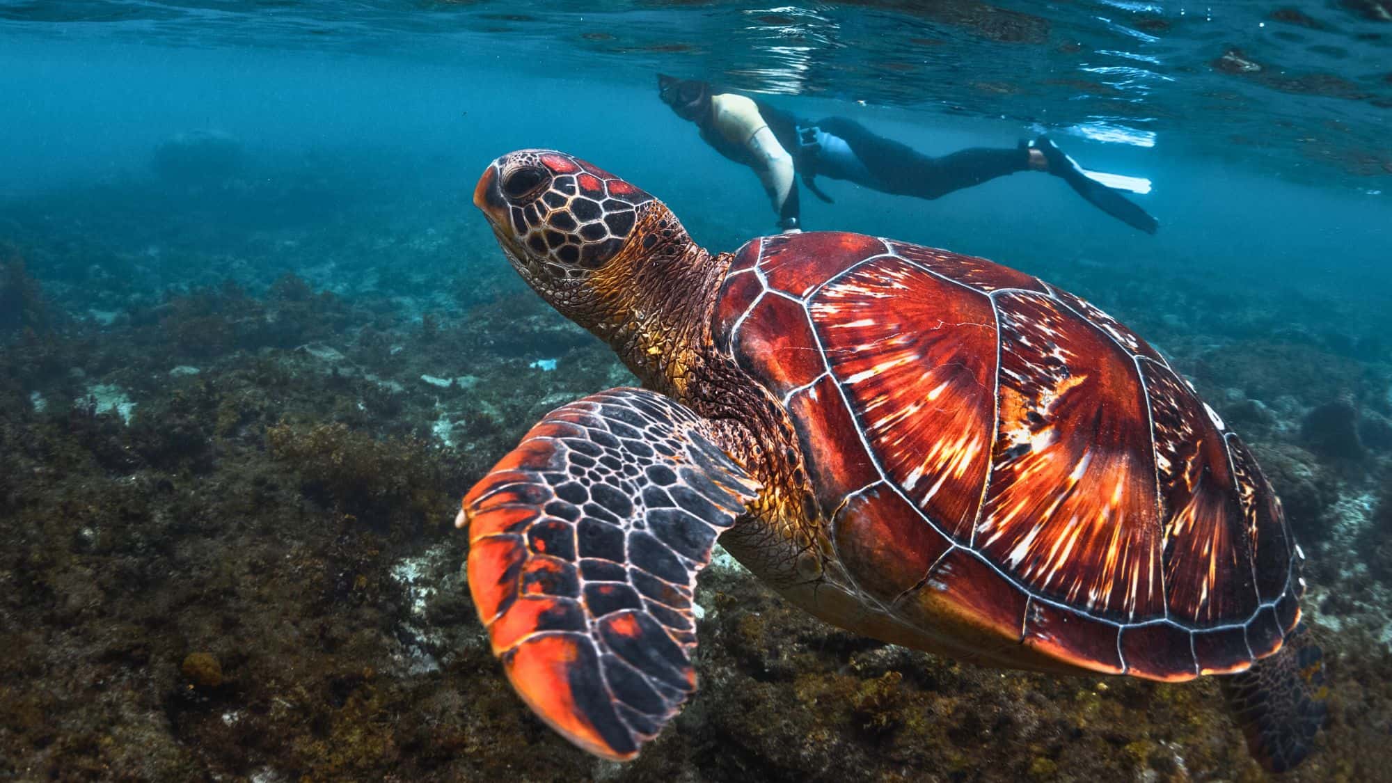 A large sea turtle swims gracefully underwater as a snorkeler glides in the background.