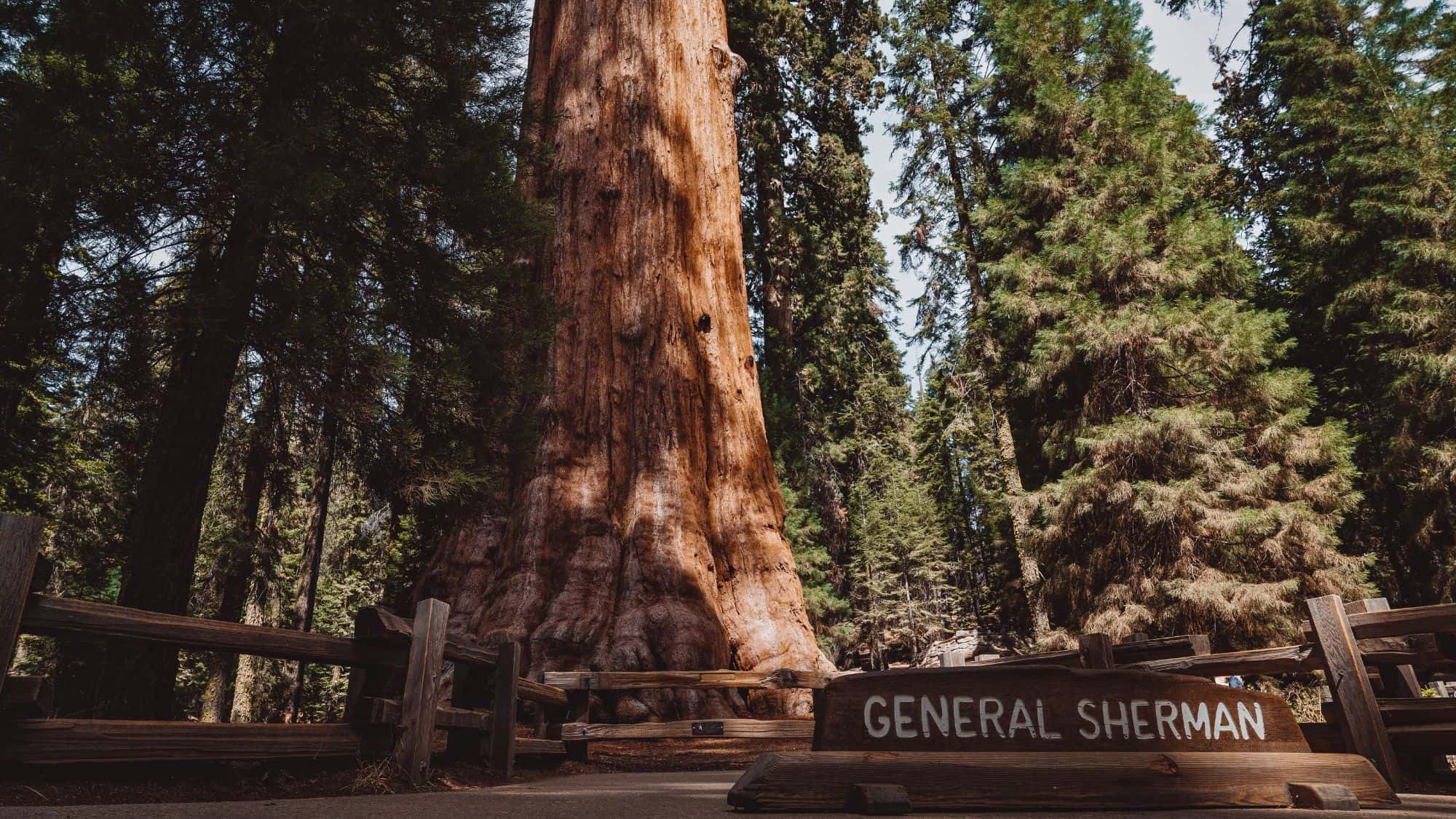 A towering giant sequoia known as the General Sherman stands among dense forest, its massive trunk dominating the scene.