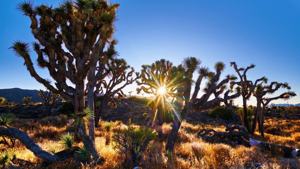 The sun bursts through the branches of Joshua trees, casting golden light over desert grasses.