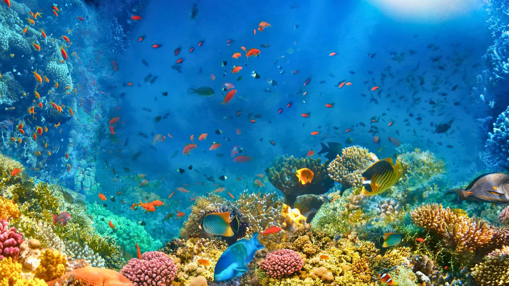 A lively underwater scene shows vibrant coral formations teeming with schools of tropical fish.