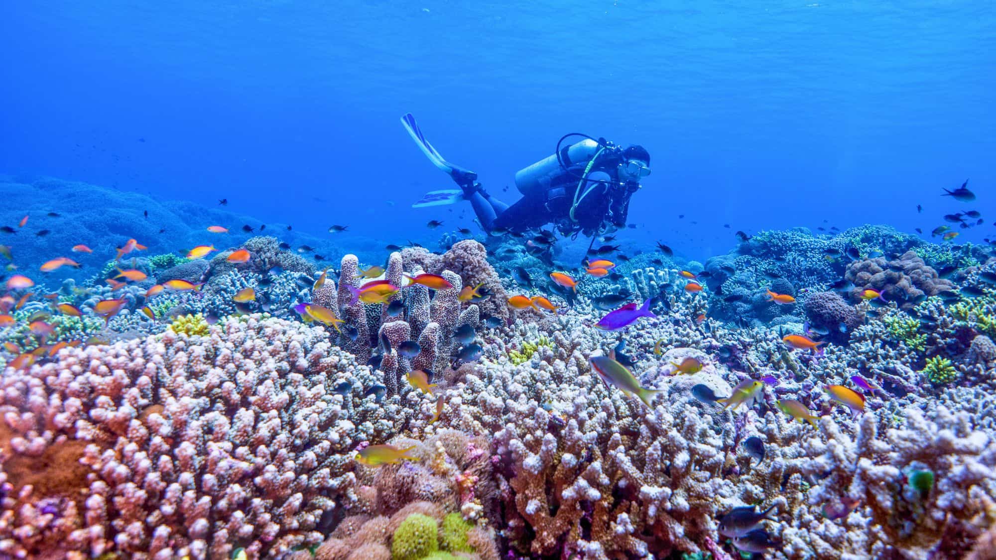 A scuba diver hovers above a coral reef surrounded by bright orange, purple, and yellow reef fish.