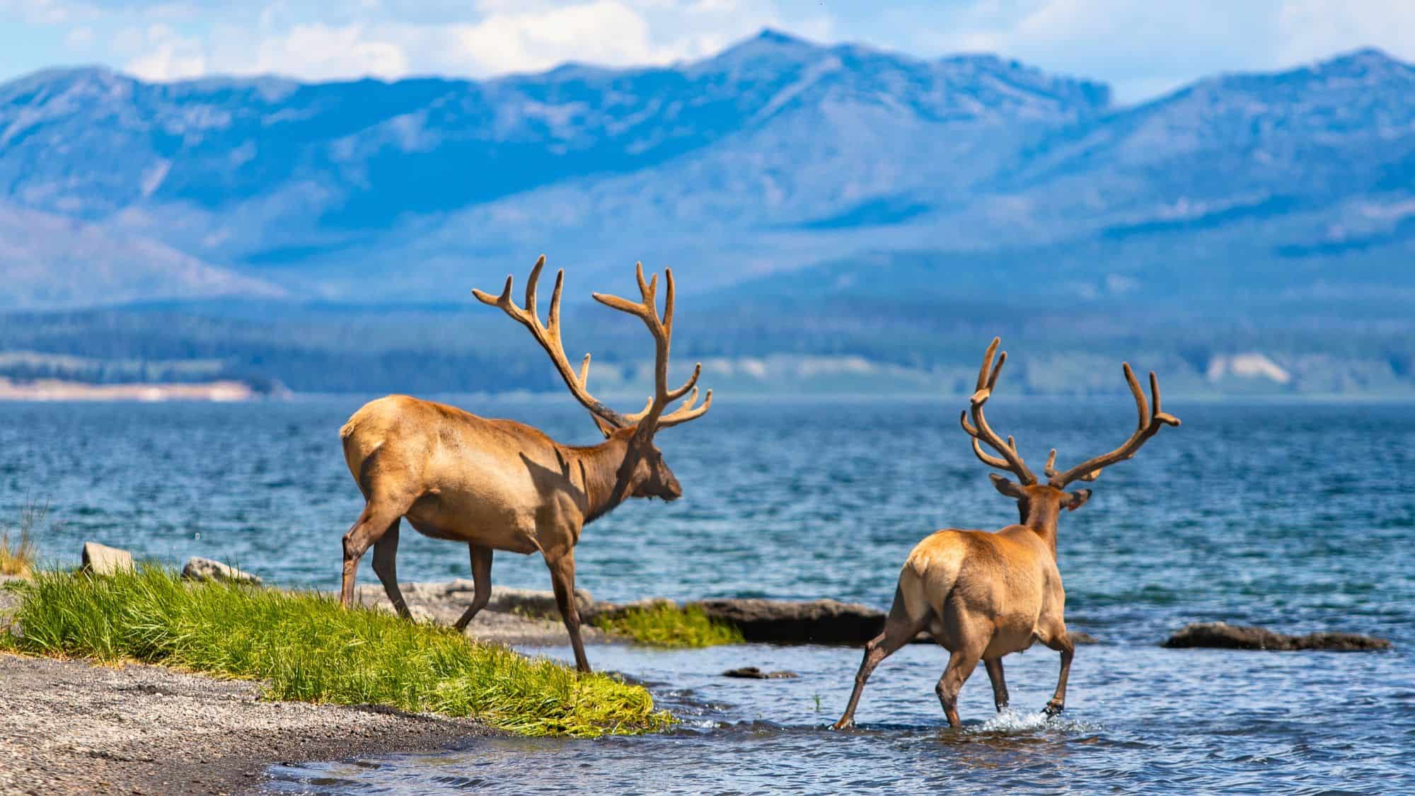 Two bull elk with large velvet antlers stand in the shallows of a lake, with mountains in the background.