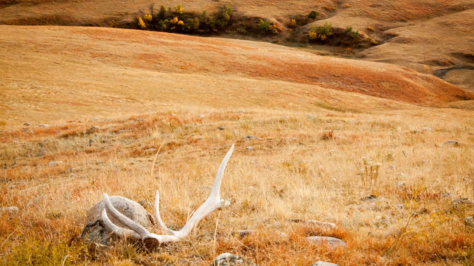 A weathered elk antler rests against a rock in rolling golden prairie grass beneath soft autumn light.