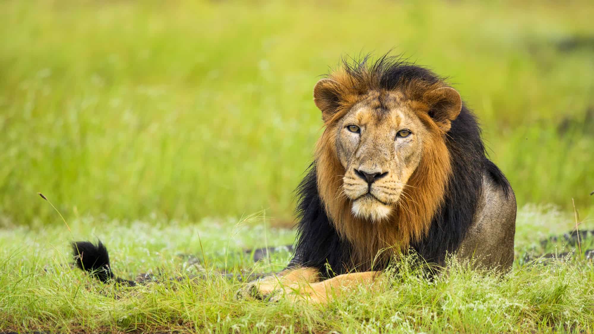 A male lion with a dark mane lies in green grass, staring directly ahead with a calm but powerful gaze.