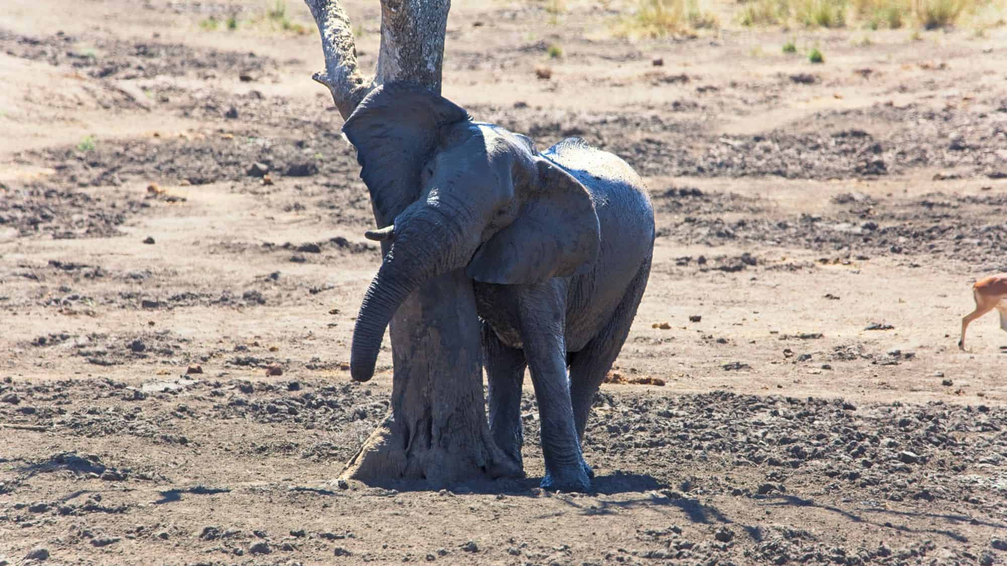 A mud-covered elephant leans against a tree trunk in a dry, open landscape, using it to scratch its head.
